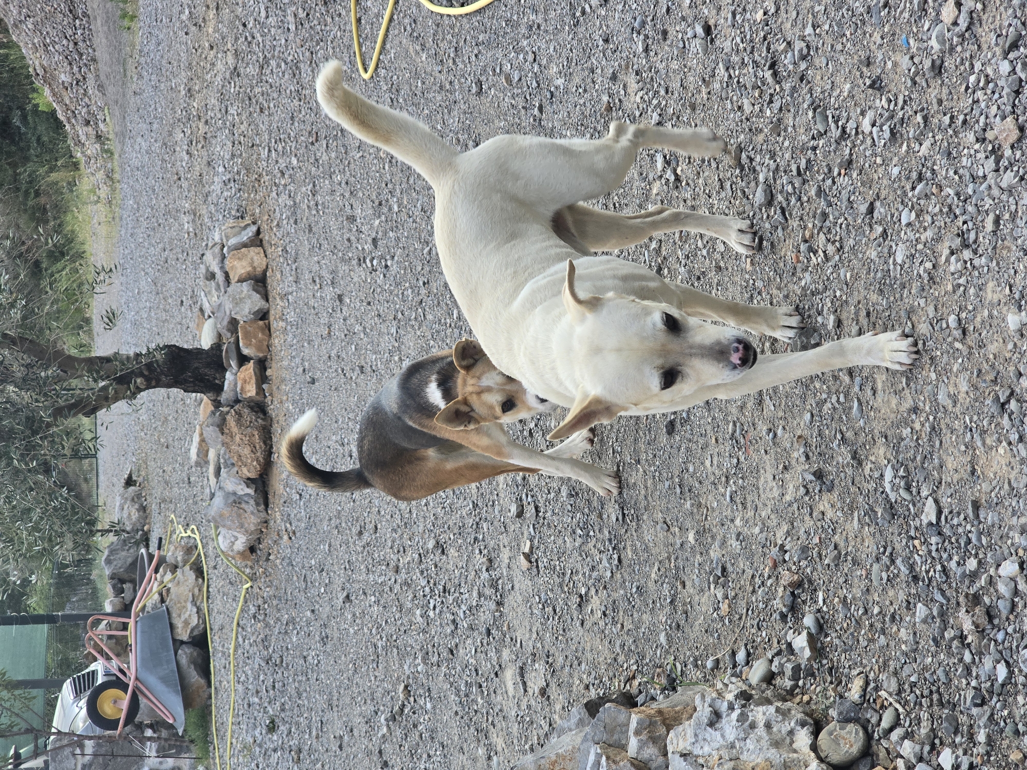 The image captures a scene in a gravel-covered outdoor area, likely a yard or pathway in Podgorica, Montenegro. Two dogs are the central subjects. One is a light-colored dog, possibly a lab mix, walking towards the camera with its head down. The other is a brown and white dog, with its back to the camera and its head turned to look back, its tail curled. In the background, an olive tree stands with a rough stone base. To the left, a wheelbarrow with a yellow wheel rests on rocks, and a car is partially visible behind it. Yellow hoses are present on the ground, and piles of rocks and stones are scattered throughout the environment. The overall impression is a rustic, perhaps semi-developed outdoor space.