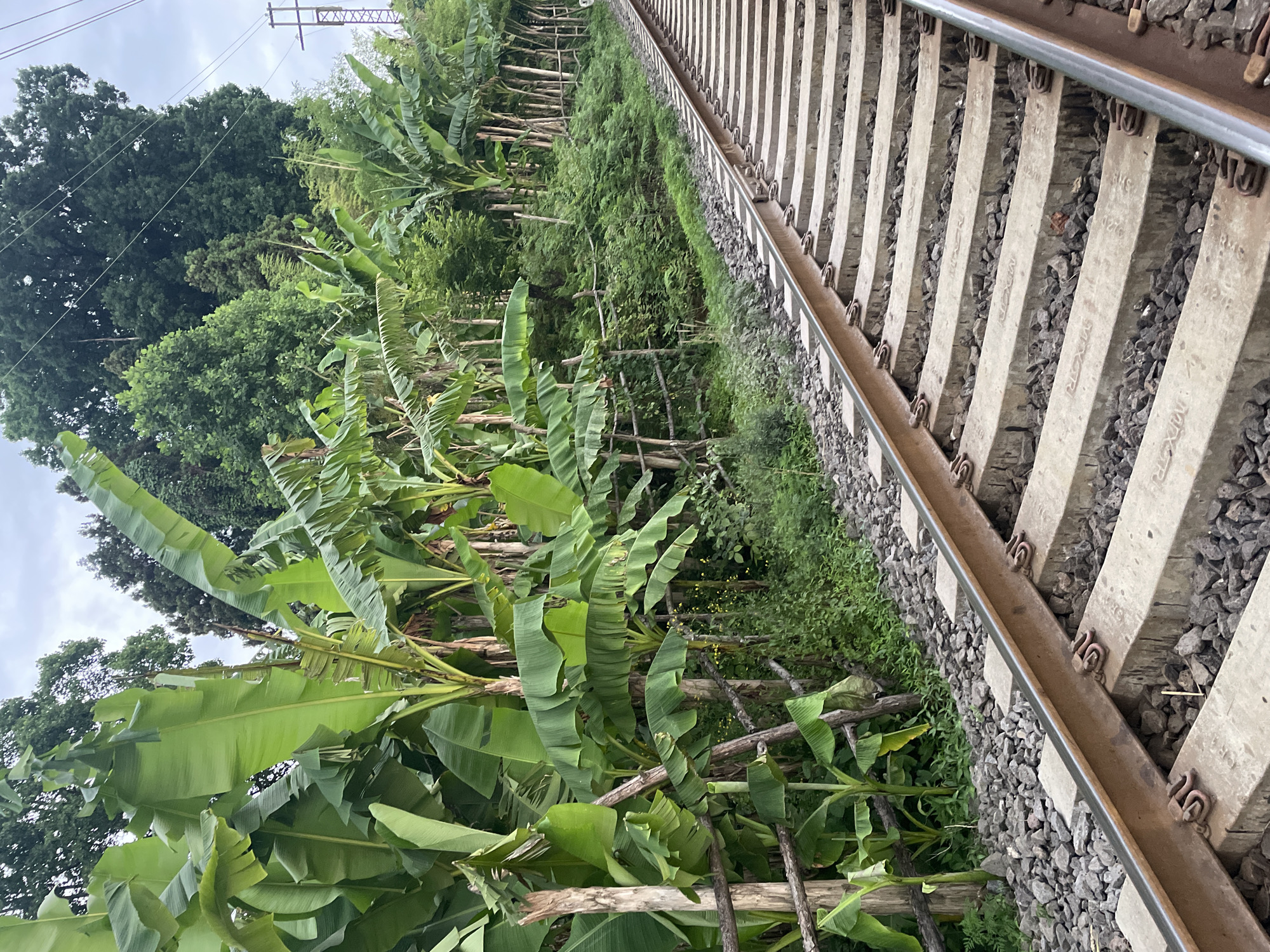 The image depicts a railway track running alongside lush greenery, with a focus on banana plants and mature trees. The railway sleepers are made of concrete, and the ballast is dark grey stone. The tracks themselves are metal, and they are secured to the sleepers with metal clips. The banana plants are abundant, with large, vibrant green leaves that dominate the foreground on the left side of the image. Behind the banana plants, there is a dense arrangement of trees and smaller vegetation, creating a thick, verdant landscape. In the upper left corner, a utility pole with wires is visible, suggesting the presence of infrastructure near the railway line. The sky is overcast, indicating a cloudy or possibly rainy day. The overall impression is one of a rural or semi-rural setting, likely in a tropical or subtropical region given the prevalence of banana plants. The scene appears to be static, with no immediate activity or people visible. The lighting suggests it could be daytime, but the cloudy sky diffuses the light. There is no visible text in the image.