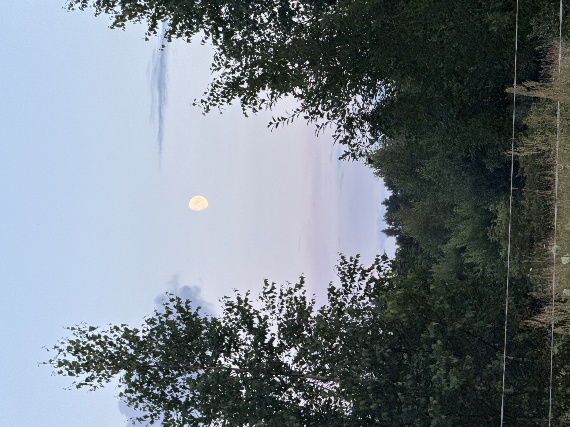 The image depicts a twilight scene with the moon visible in the sky. Two large trees frame the view, one on the left and one on the right, with dense foliage. In the distance, a treeline forms a dark silhouette against the horizon. The sky transitions from a light blue at the top to a soft pink and purple hue near the horizon. A thin white wire fence runs horizontally across the bottom of the frame, with tall grasses and dry vegetation visible behind it. The overall setting appears to be natural or rural, possibly on the outskirts of the city of Galinė, Lithuania. There are no people or animals present in the image.