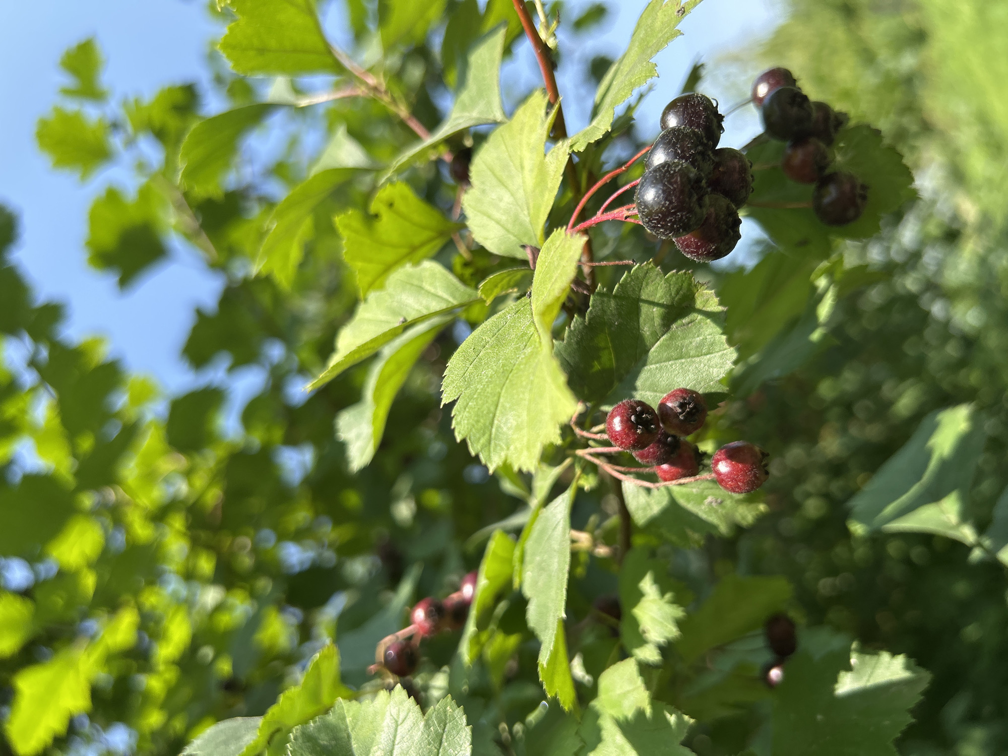 A close-up, eye-level, vertical shot captures clusters of dark red and black berries hanging from a branch with green leaves. The berries are round, some with visible fuzz or water droplets. The leaves are a vibrant green, with serrated edges, and are out of focus in the background, as is the bright blue sky. The overall lighting suggests a sunny day. The image is devoid of any urban elements, human presence, or identifiable landmarks.