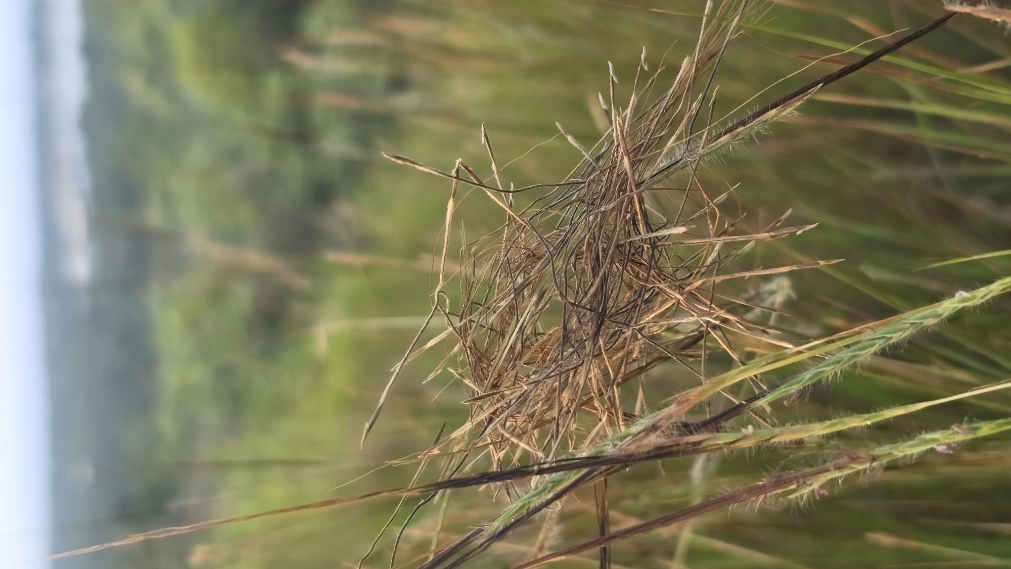 The image shows a close-up of various types of grasses and dried plant matter. The foreground features a cluster of thin, dry, brown stems interspersed with green blades of grass that have delicate, bristly hairs. The background is a blur of green vegetation and a distant, pale blue area that could be sky or water. The location is stated to be Lhokseumawe, Indonesia.