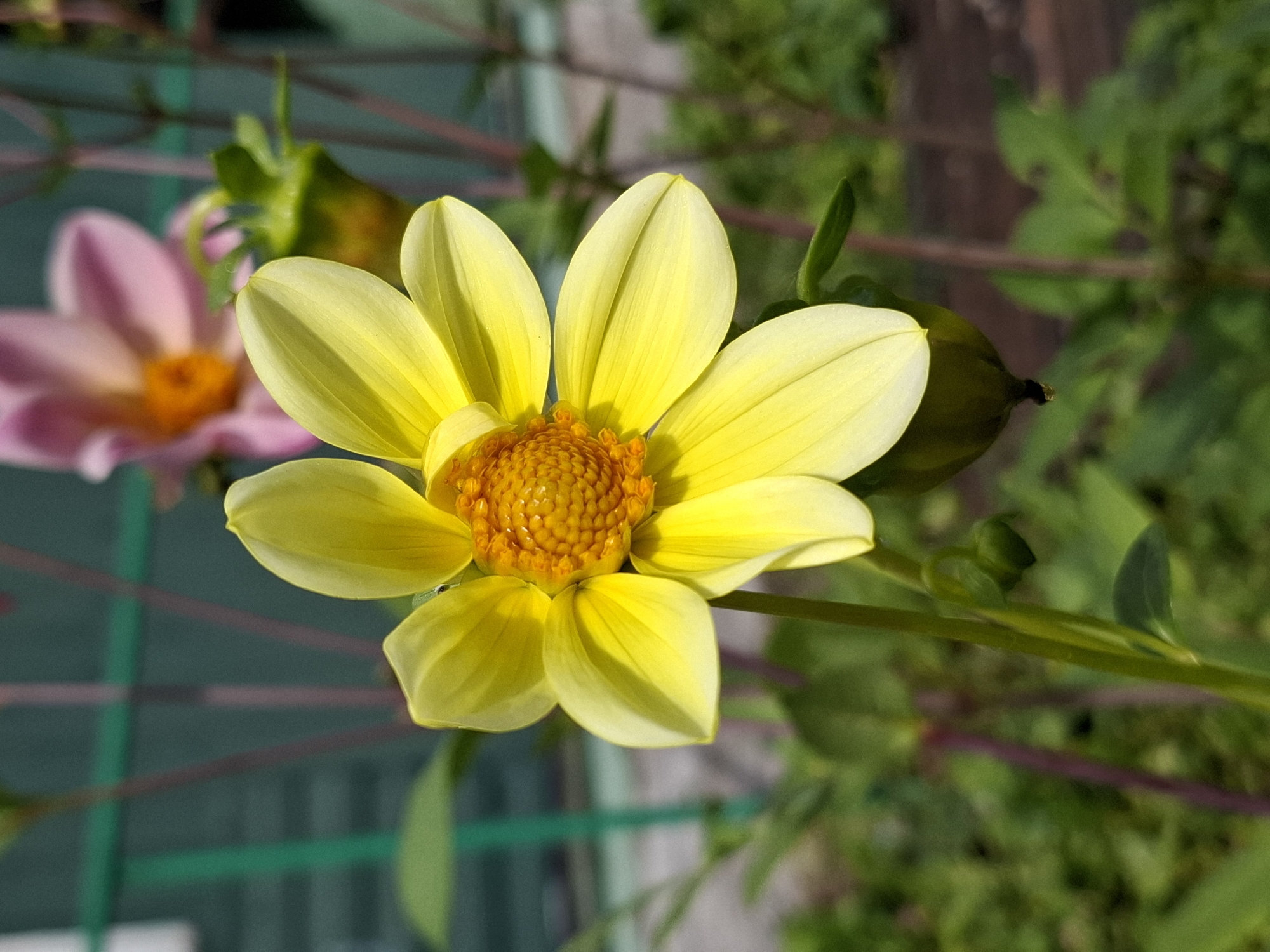 A close-up, eye-level shot focuses on a bright yellow dahlia flower in the foreground, its petals radiating outwards from a textured, orange center. The flower is in full bloom, with some petals slightly curled and others appearing translucent in the sunlight. Behind the yellow dahlia, a blurred pink dahlia is visible, along with green foliage and support stakes. The background is softly out of focus, with hints of a fence and a textured surface that could be ground or a pathway. A small, green bud is developing on the stem of the yellow dahlia, located below and to the right of the main bloom. The lighting suggests it is daytime with bright sunlight casting shadows and highlighting the flower's details.