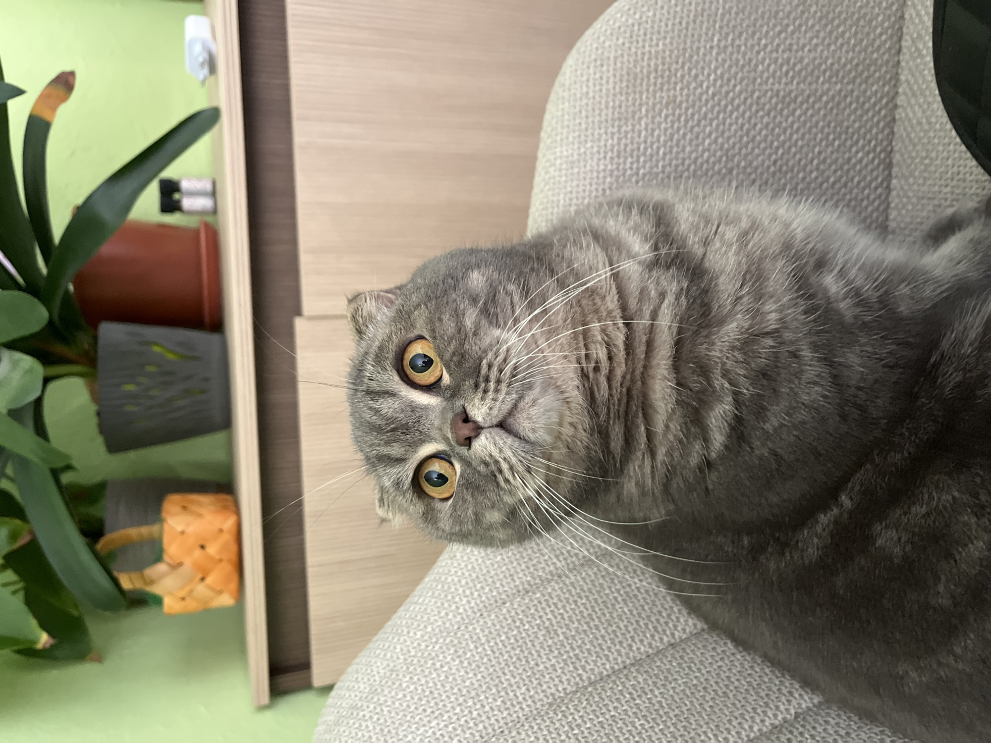The image is a close-up of a grey Scottish Fold cat. The cat is positioned on a light grey upholstered chair. The background includes a potted plant with green leaves, a brown pot, a grey pot, a small woven basket, and a light brown wooden door or cabinet. The cat's head is tilted. The location in Plovdiv, Bulgaria is not determinable from the image.