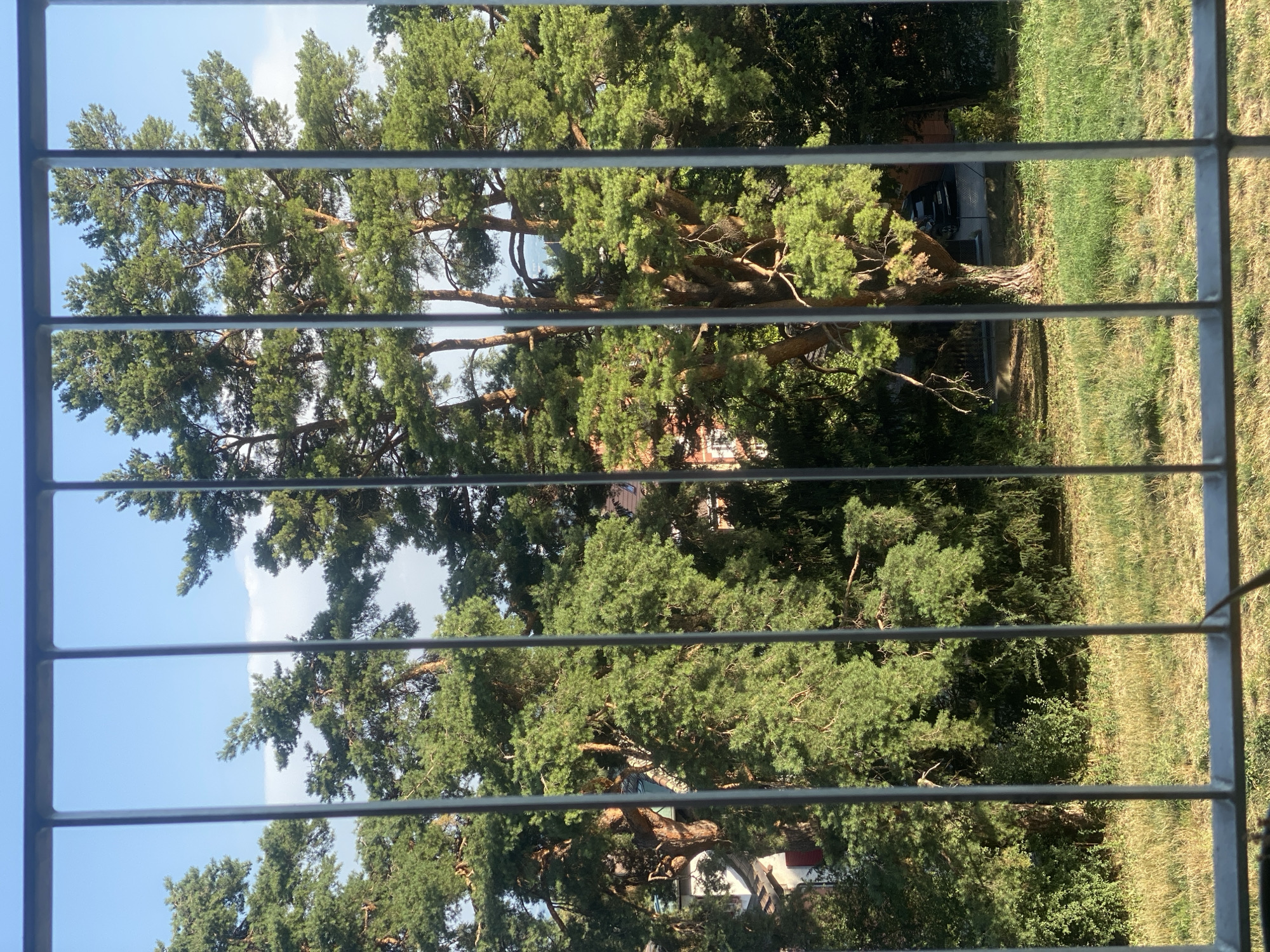 The image depicts a view through a metal fence, looking out onto a sun-drenched outdoor scene. Dominating the frame are several large pine trees with lush green foliage. In the background, glimpses of buildings with red-tiled roofs and white walls are visible, suggesting a residential area. The ground is covered in dry, yellow-green grass. The sky above is a clear, light blue with a few wispy white clouds. The scene appears to be a serene, possibly suburban or rural setting within the commune of Milvignes, Switzerland, on a bright day.
