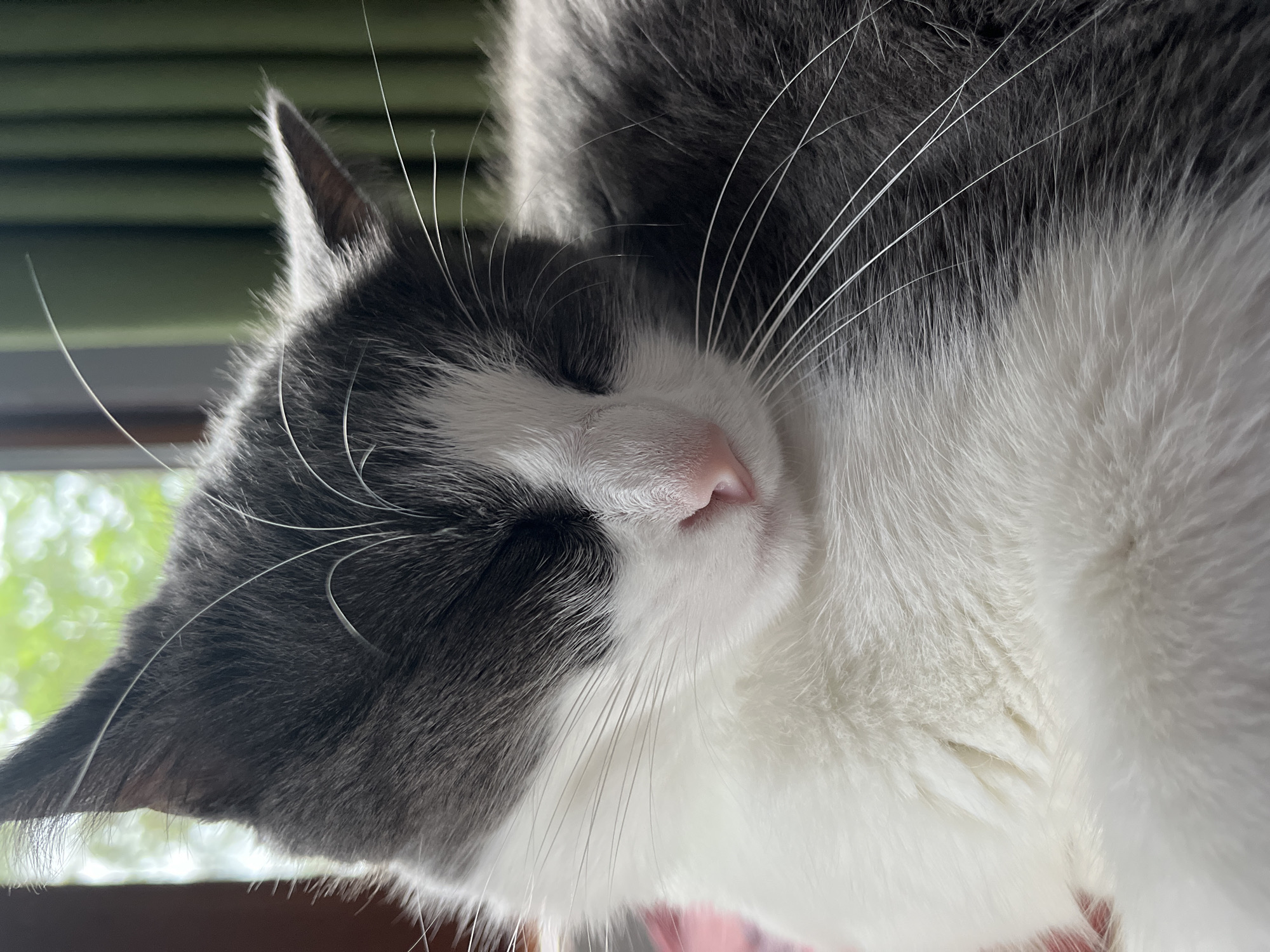 A close-up, head-and-shoulders shot captures a grey and white domestic cat sleeping. The cat's eyes are closed, and its nose is pink and slightly upturned. Long white whiskers extend from its muzzle. The cat's fur is soft and appears fluffy. The background consists of a blurred green curtain on the right and a window with out-of-focus green foliage on the left, suggesting an indoor setting bathed in natural light. The image was taken in Ureki, Georgia.