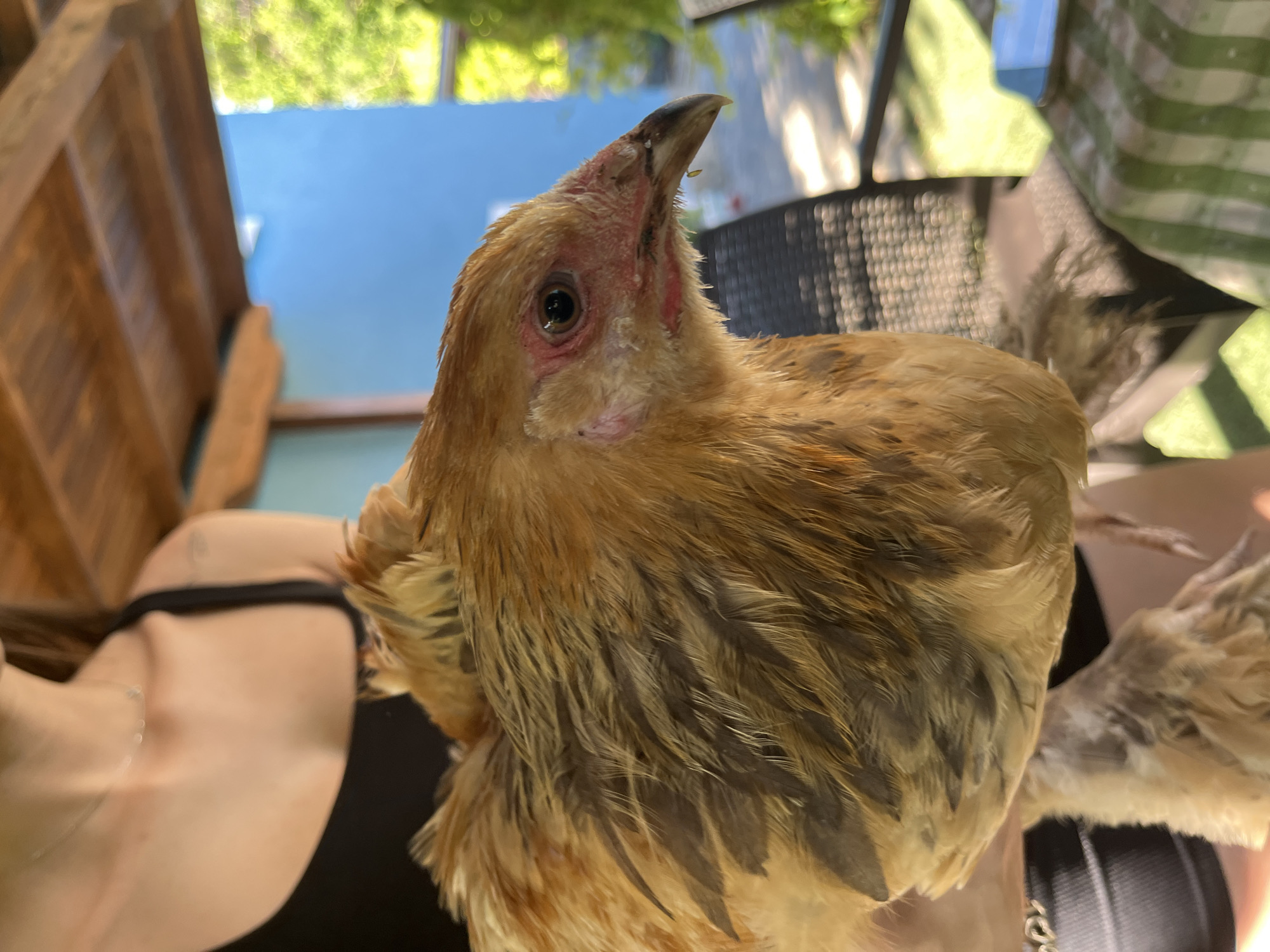 A close-up, eye-level shot shows a light brown chicken being held by a person. The chicken is the primary subject, with its head and upper body filling most of the frame. It has light brown and tan feathers, with darker markings on its wings. Its face is reddish around the eyes and beak, which is sharp and pointed. The chicken appears to be looking upwards and slightly to the left.
The person holding the chicken is visible from the shoulder down on the left side of the image. They are wearing a black strap, likely from a tank top or bra, and a delicate silver necklace. Their skin is fair.
The background is blurred, suggesting an outdoor setting. There is a suggestion of green foliage at the top of the frame, likely trees or bushes, illuminated by bright sunlight, indicating it is daytime. Below the foliage, there is a blurry expanse of blue, which could be a sky or a painted wall. Parts of what appear to be outdoor furniture, possibly a chair with a woven texture and a striped fabric, are visible in the upper right of the image. A wooden structure, perhaps a ladder or fence, is visible on the far left.
The overall impression is a casual, informal moment of interaction between a person and a chicken, likely in a backyard or patio setting. The lighting suggests a sunny day, and the image conveys a sense of calm and curiosity. There is no visible text in the image.