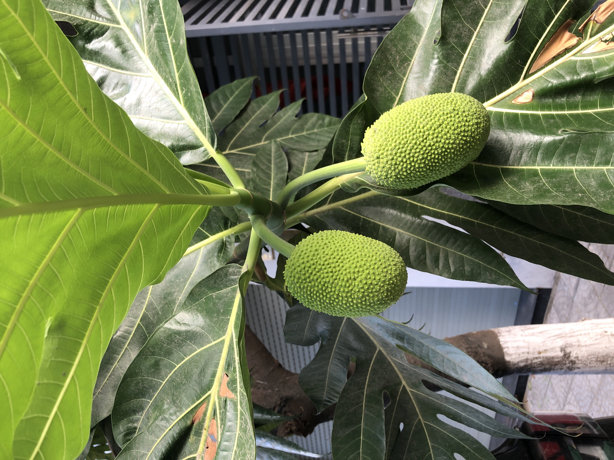 The image shows two green, unripe breadfruits hanging from a tree. The breadfruits are oval-shaped and covered in a bumpy texture. They are surrounded by large, dark green leaves, some of which have brown spots or edges. In the background, a striped metal gate or shutter is visible, along with part of a tree trunk and a paved walkway. The scene suggests an outdoor setting, likely a garden or street in a tropical or subtropical region, consistent with the climate of Đà Nẵng, Vietnam.