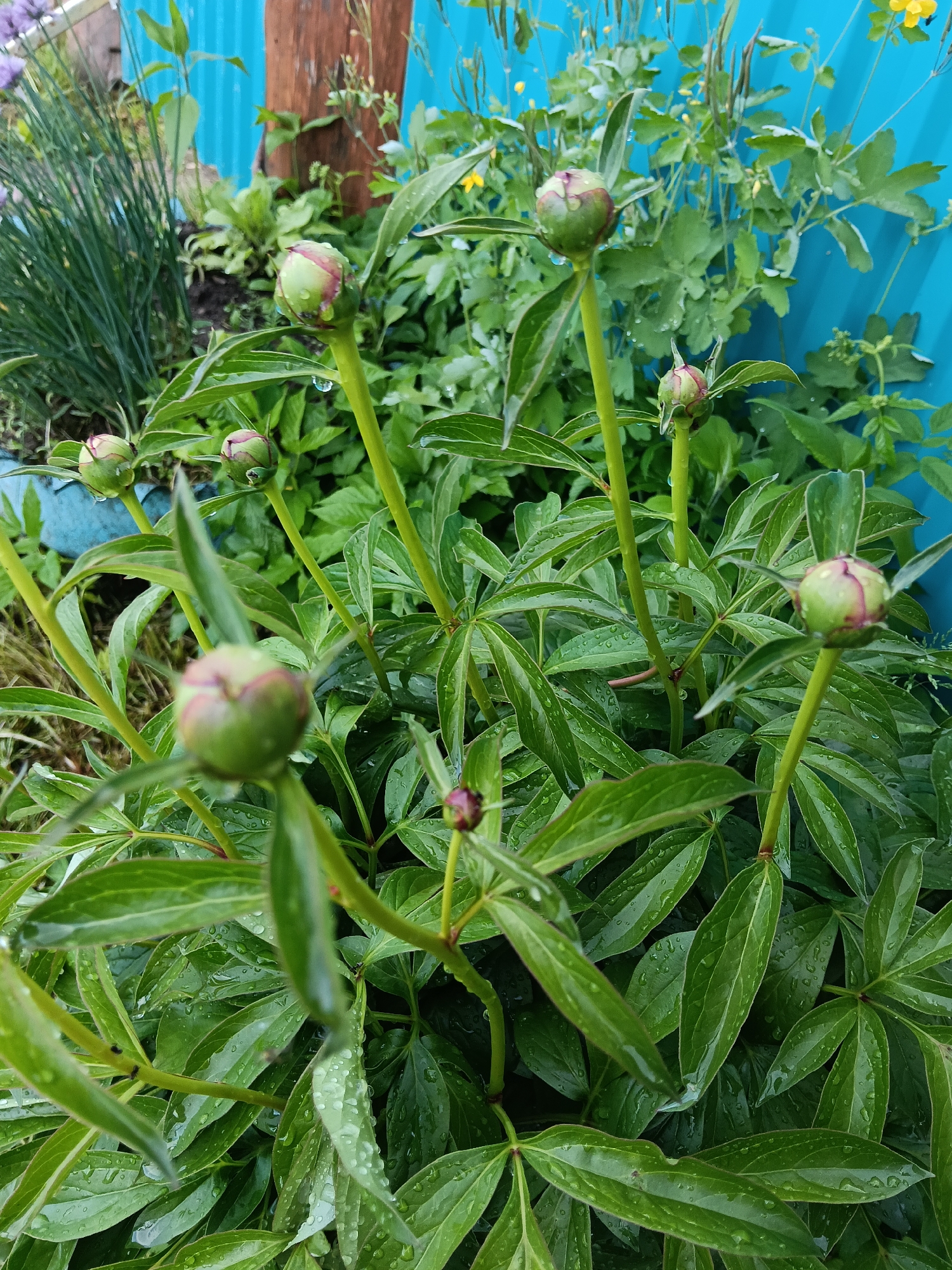 The image shows a close-up view of peony plants with unopened buds, glistening with raindrops. The plants are situated in a garden setting, with a glimpse of a blue fence in the background and other greenery visible around. A wooden post also appears behind the plants. While I understand the request for location information, I am unable to determine the specific location of Красный Маяк, Russia, solely from the image content.