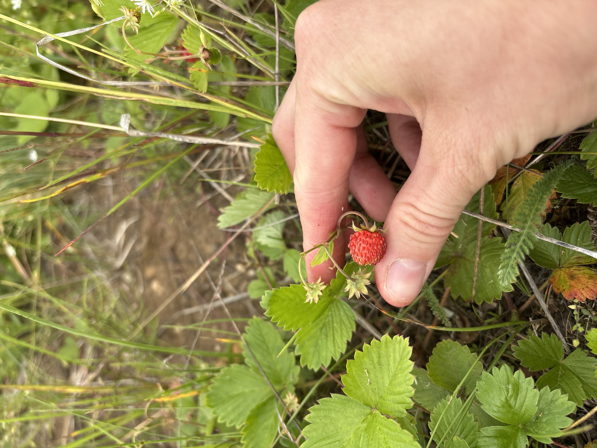 A close-up shot focuses on a person's hand picking a small, ripe wild strawberry from a patch of greenery. The strawberry is red and round, with visible seeds. The hand, with its pale skin and visible knuckles, gently holds the fruit. The surrounding environment consists of lush green leaves and blades of grass, suggesting a natural outdoor setting, possibly a park or a wild area within the city of Kurgan, Russia. The background is blurred, with hints of dry earth and more vegetation. The lighting appears to be natural daylight.