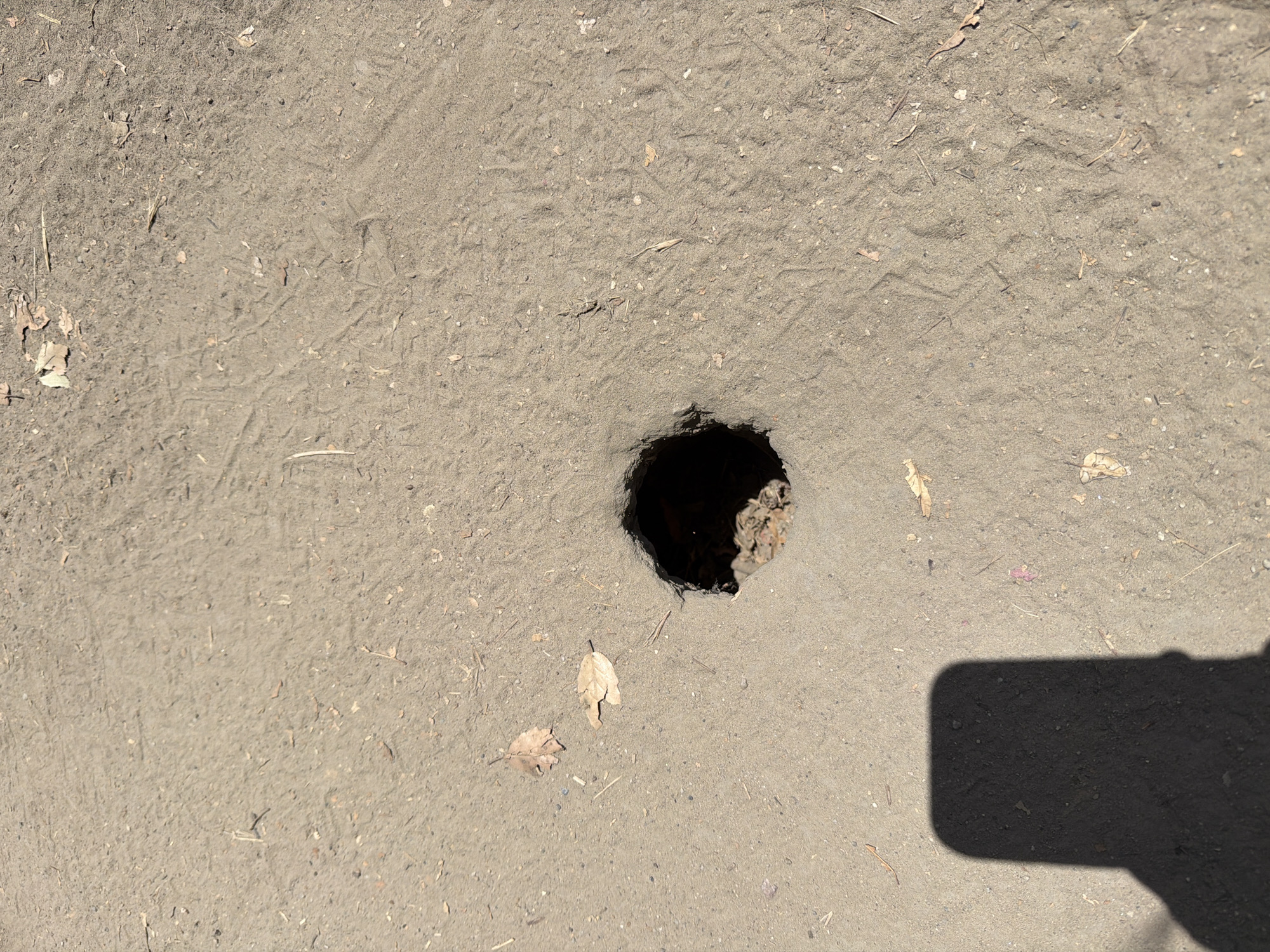 The image shows a dark, circular hole in the ground, possibly a burrow or a sinkhole, in a sandy or dirt area. The ground is covered with small debris such as twigs and dried leaves. There are also some faint tracks visible on the ground, possibly from footprints or animal activity. In the bottom left corner of the image, a dark shadow of a person holding a phone is visible, indicating that the photograph was taken by someone using a mobile device. The scene is outdoors, and the lighting suggests it is daytime. Without further information or context, it is not possible to determine the exact location in Aliso Viejo, United States of America.