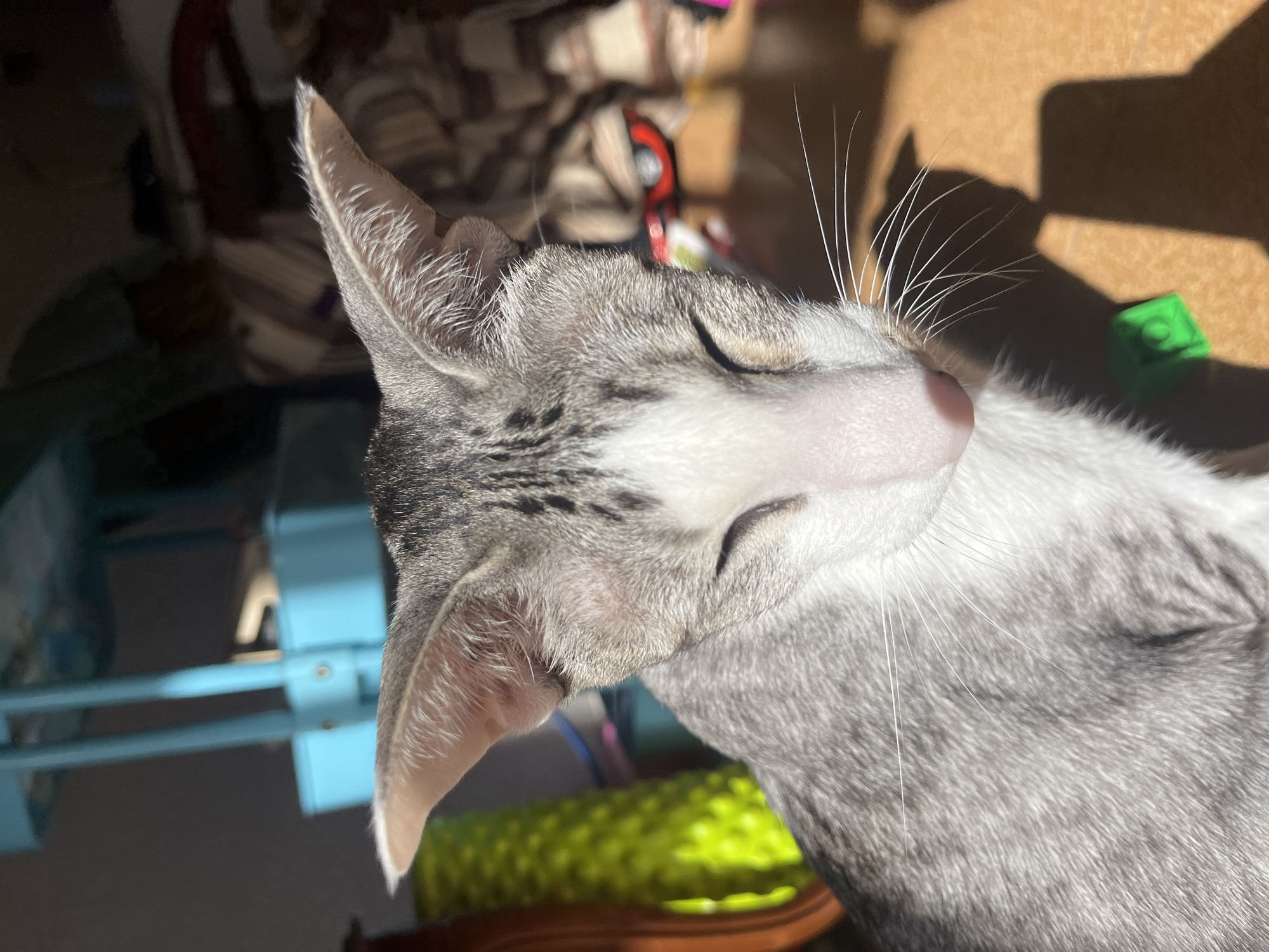 A domestic cat, primarily grey and white with distinct tabby markings on its head and ears, is the central subject of this close-up image. The cat is shown in profile, facing towards the right side of the frame with its head tilted slightly upwards. Its eyes are gently closed, indicating it is either sleeping deeply or relaxed and basking in the warmth. A small, pink nose and numerous long, white whiskers are prominent on its muzzle. The cat's ears are upright, revealing delicate light-colored fur inside.
The scene is brightly lit by direct sunlight, which strongly illuminates the cat's fur and face, creating highlights and shadows that emphasize its texture. This strong lighting suggests it is daytime, likely morning or afternoon, with sun streaming indoors. The cat's posture and closed eyes convey a sense of peacefulness and contentment.
The background is largely out of focus, featuring a light brown surface, possibly a wooden floor or carpet, where stark shadows of unseen objects are cast. Various blurry items are present: a vibrant, textured green object, possibly a pet toy or bed, is visible in the lower right and bottom-center. On the left side, a light blue, structural element, which could be part of furniture or a cat tree, is partially seen. There is no visible text in the image. While the location context is specified as Barcelona, Spain, this information is not discernible from the visual content itself.