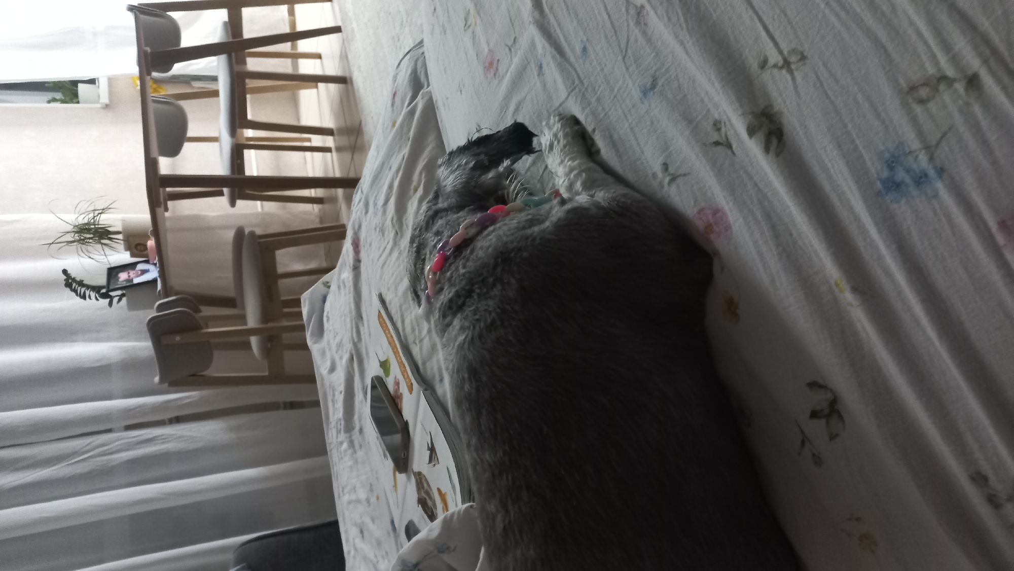 A domestic shorthair cat is lying on a bed in a room in Chaikovsky, Russia. The cat is gray and is wearing a beaded collar of pink, purple, and blue. The bed has a white floral patterned cover. To the left of the bed are several wooden chairs and a table where a plant and a television are located. The room has sheer white curtains. The scene is lit with natural light.