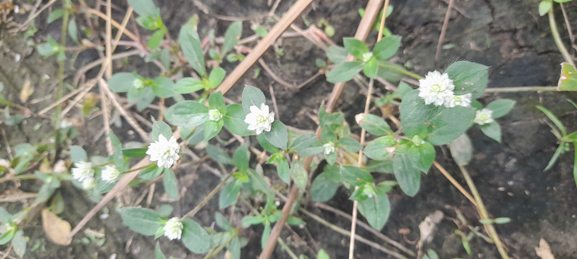 The image shows a patch of what appears to be globe amaranth or a similar species with small white globular flower heads among green leaves. The plants grow close to the ground, interspersed with some dry stems and on what seems to be damp soil. The setting may be in Buketteukuh, Indonesia, given the location. There is no indication of human presence or specific activities in the frame.