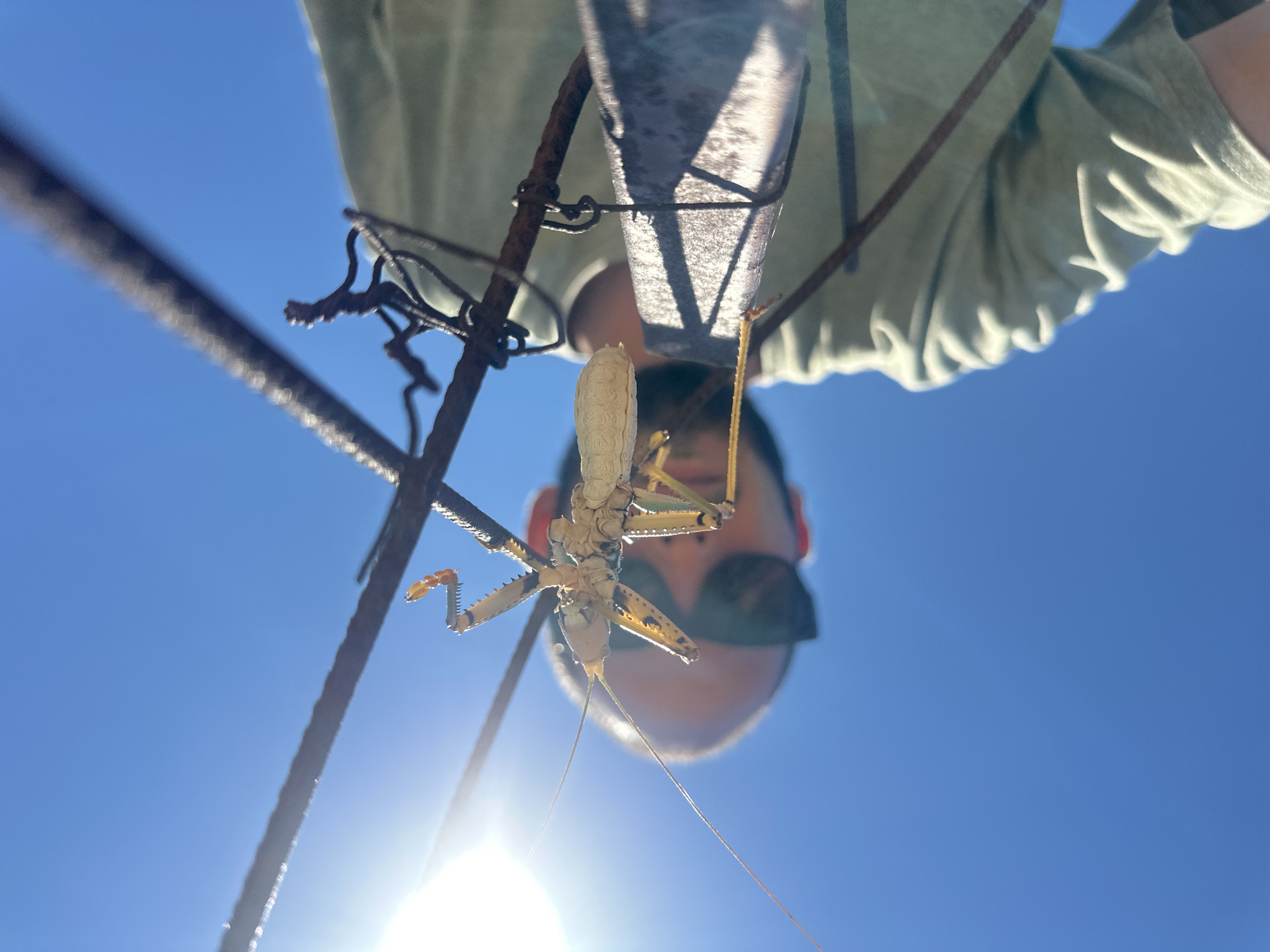 In Bratešići, Montenegro, under a clear blue sky, a pale yellow insect with long antennae and spiky legs is perched on a rusty metal bar. The insect is in sharp focus, positioned centrally in the frame. To the left, the bright sun glints, casting a lens flare. Below and behind the insect, a person wearing a light green t-shirt and dark sunglasses is partially visible, their head tilted upwards. The perspective is from below, looking up towards the insect and the sky. The image captures a moment of close observation of nature against an urban backdrop.