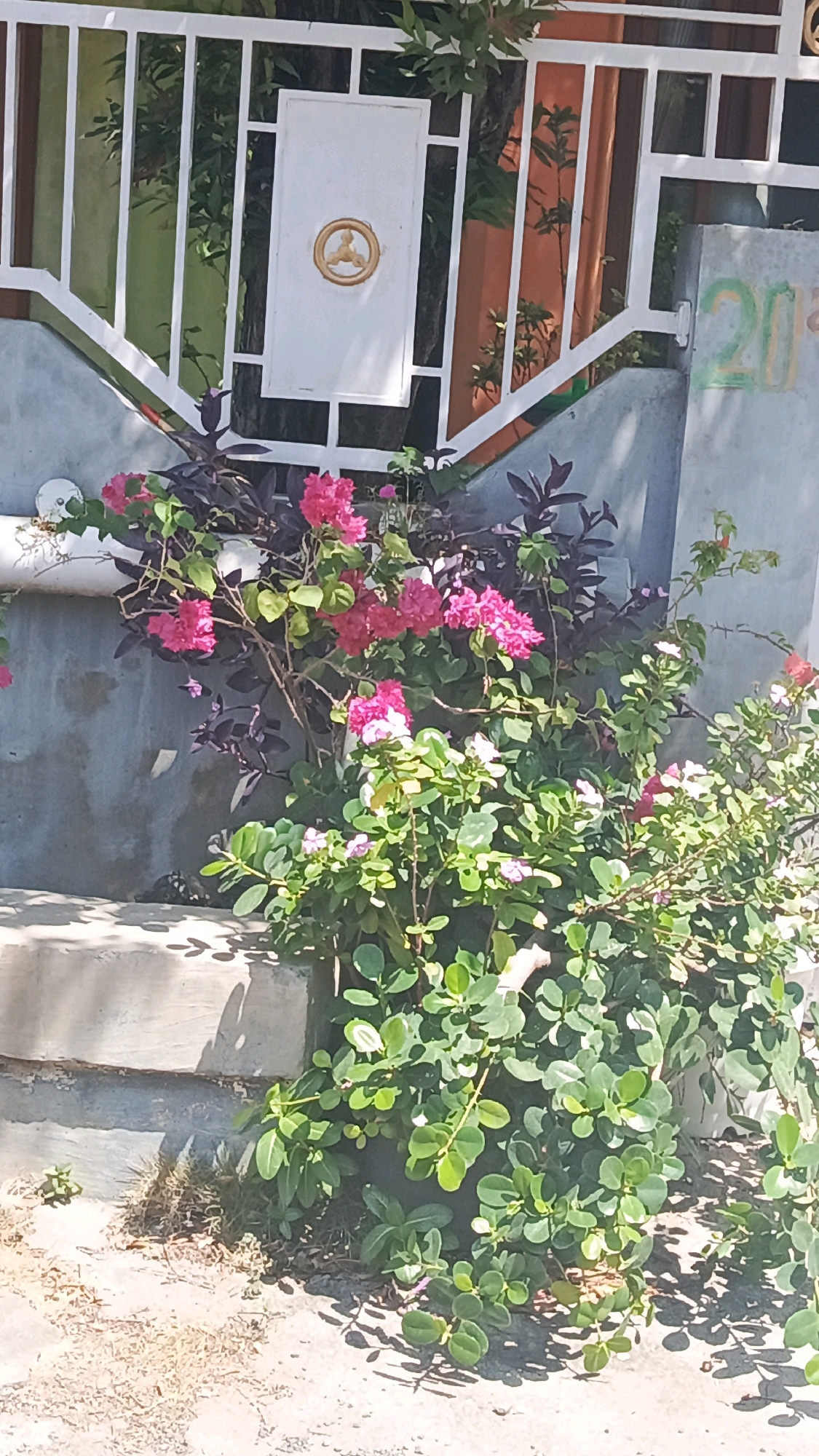 A close-up, outdoor, eye-level, slightly angled, bright daylight shot captures a patch of plants in front of a wall and fence in Ronowijayan, Indonesia. The fence, painted white, features a geometric design with vertical bars and diagonal braces. A white rectangular panel is embedded within the fence, adorned with a circular gold emblem. To the right of the fence, the number "20" is painted in a green and yellow gradient on a gray concrete surface. In the foreground, lush green foliage is interspersed with vibrant pink and white flowers. The plants are situated on a concrete step and extend onto the ground, which is covered with dirt and dry grass. The overall scene is static, with no people or discernible actions.
