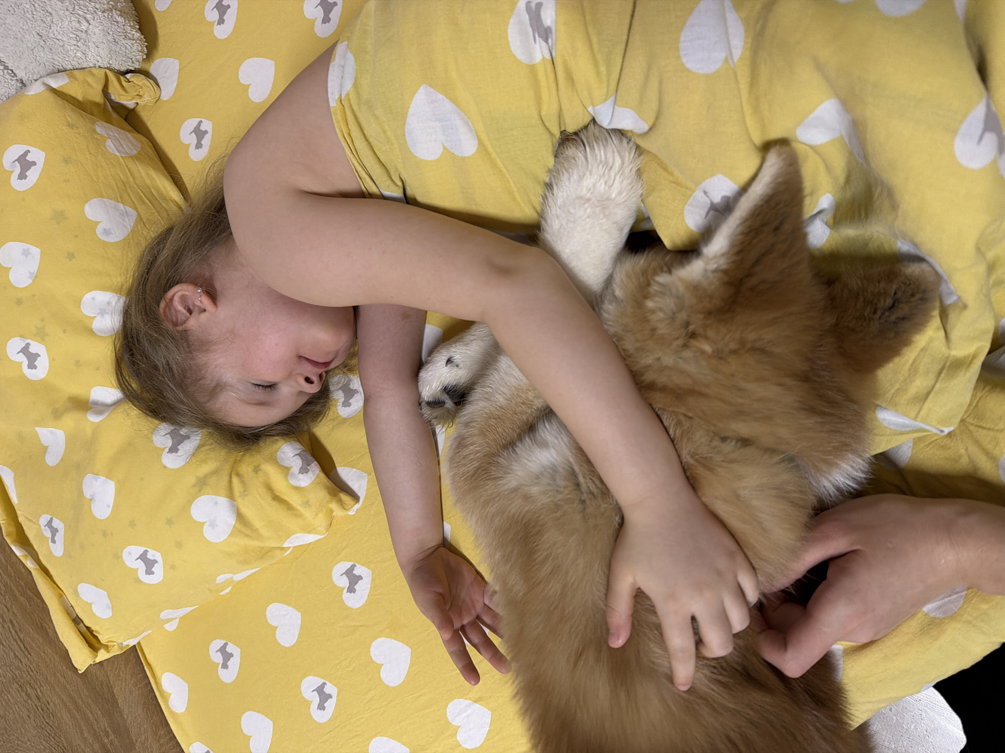 A child and a Shiba Inu-type dog are lying on a yellow bedspread with white heart patterns. The child, with light skin and blonde hair, is on their side with their eyes closed. One arm is wrapped around the dog. The dog, with brown and white fur, is nestled against the child. A second, adult hand is also on the dog. The photo was taken indoors with an overhead perspective. The image was taken in the city of Chaikovsky, Russia.