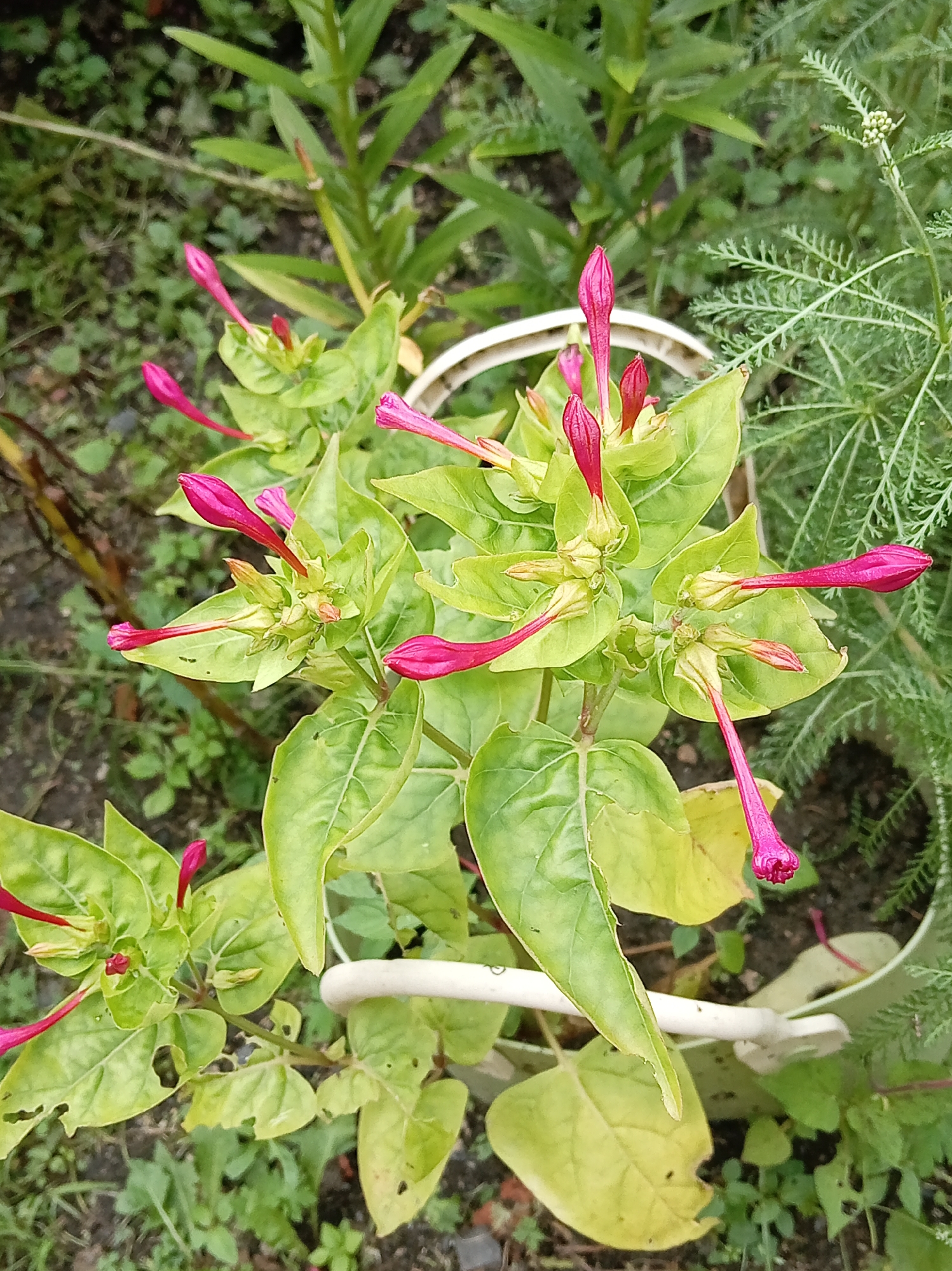 The image shows a close-up of a plant with bright pink trumpet-shaped flower buds. The leaves are a light green, some with yellowing or damage. The plant appears to be in a garden or natural setting, with other greenery visible in the background. There is a white object, possibly part of a planter or garden ornament, in the foreground. The lighting suggests it is daytime, possibly overcast. There is no indication of the city of Artyom, Russia in the image.