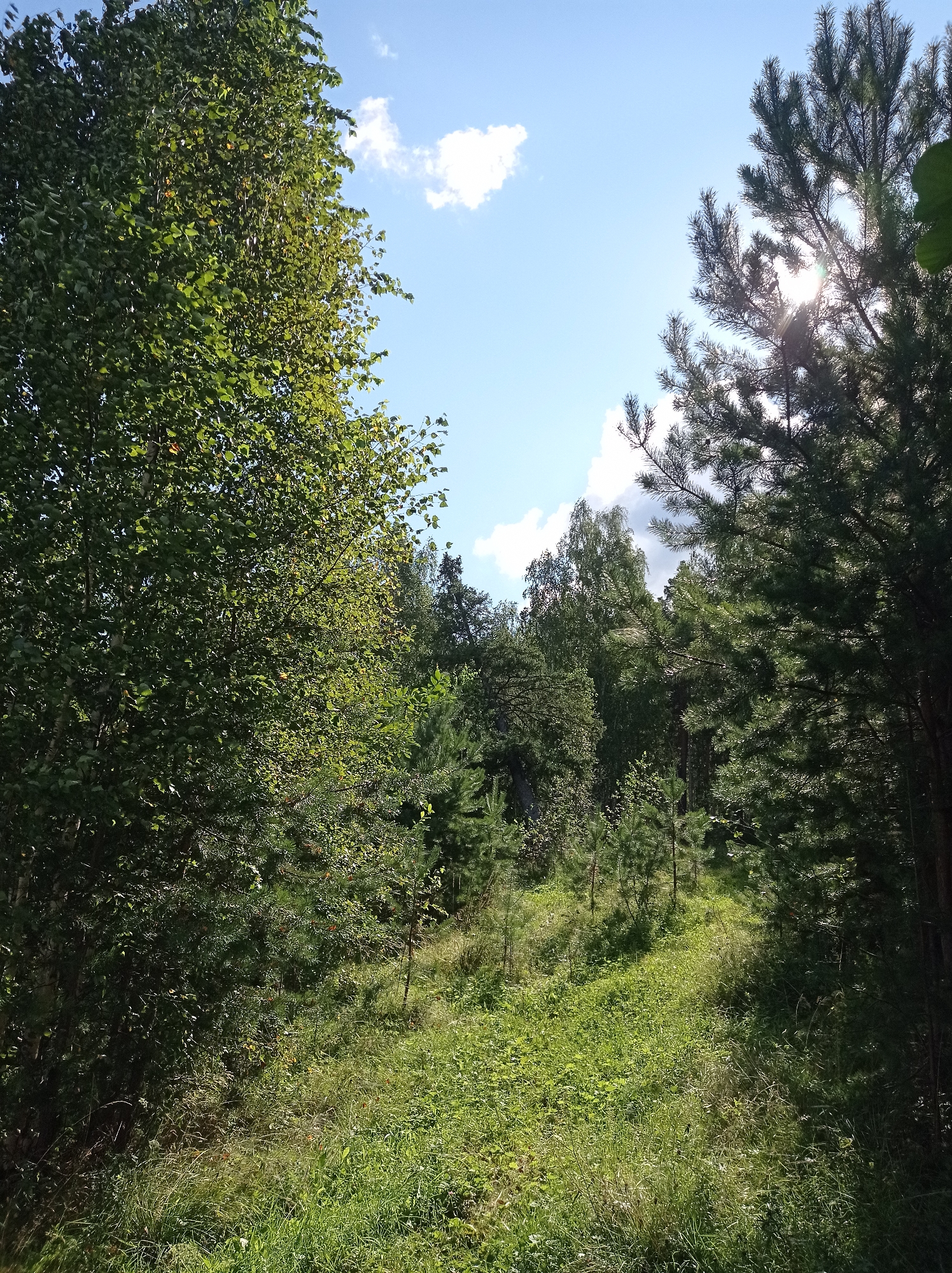 A sunlit forest clearing in Degtyarsk, Russia, is depicted. The scene is dominated by lush green vegetation, with tall trees framing the view. On the left, a dense deciduous tree with vibrant green leaves stretches upwards, partially obscuring the sky. To the right, a coniferous tree with dark green needles is prominent, with the sun's rays piercing through its branches, creating a lens flare effect.
The forest floor is covered in thick, uneven grass, with some patches of sunlight and shadow creating a dappled effect. Smaller evergreen saplings are scattered throughout the clearing, suggesting new growth. The sky above is a clear blue, with a few white, fluffy clouds. The overall impression is one of a peaceful, natural landscape bathed in the warmth of the sun. There are no people or animals visible in the image, and no signs of human activity other than the implied presence of a path or clearing within the natural environment.