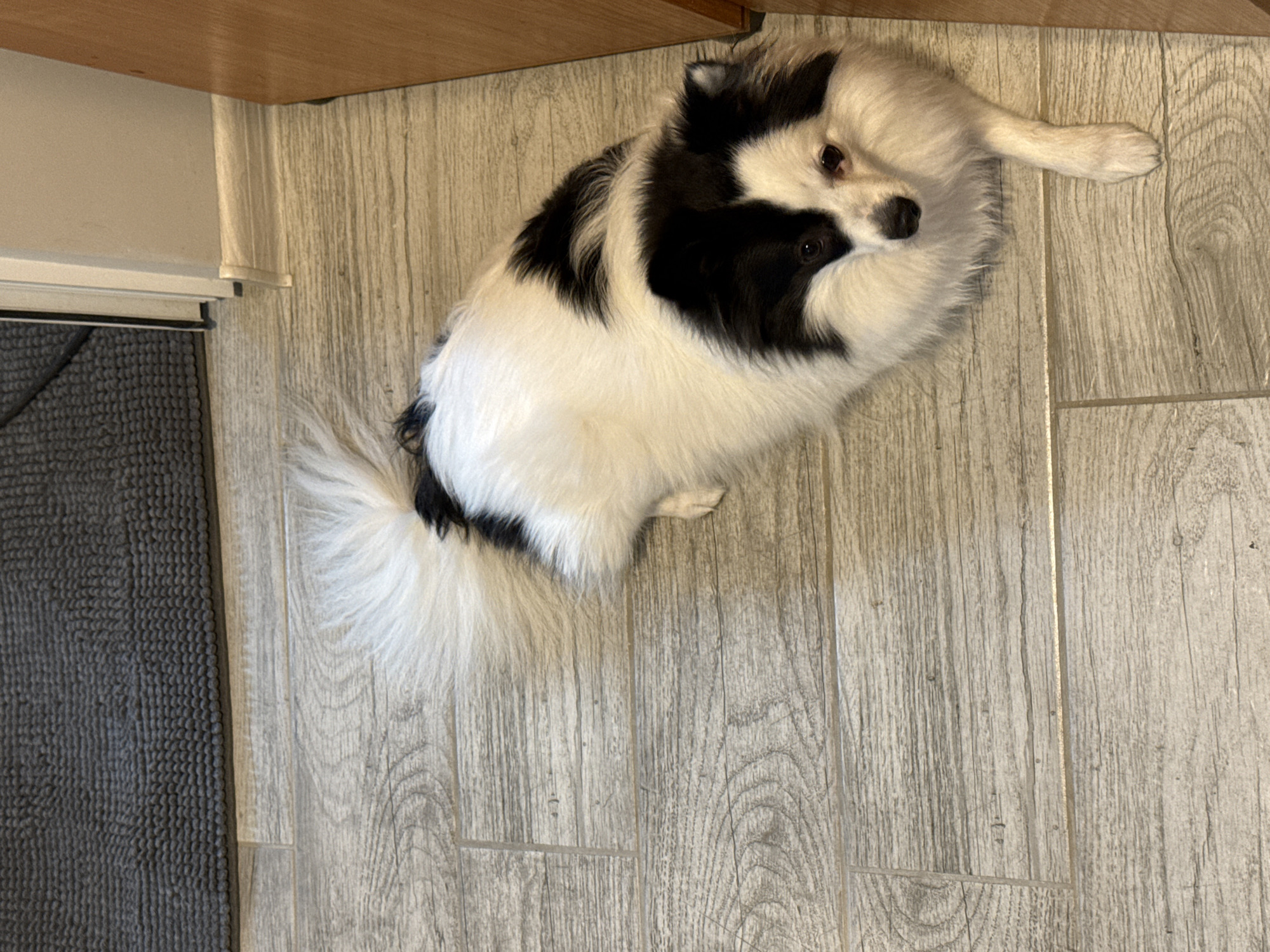 A black and white long-haired dog is lying on a wood-look tile floor. The dog is positioned under the edge of a light wood cabinet. A gray rug is visible in the lower left corner of the image. The location appears to be indoors, possibly in a kitchen or bathroom. There is no evidence indicating the location being in Stara Zagora, Bulgaria.