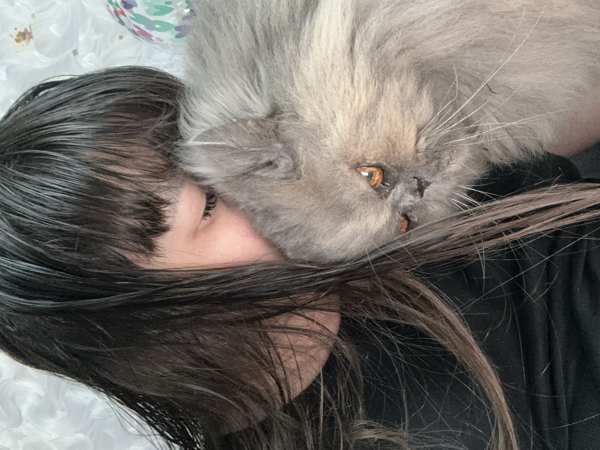 This close-up image features a person and a fluffy grey cat. The person, whose face is partially obscured by their dark hair and the cat, has their eyes closed. The cat, a Persian or similar breed with long, soft fur and bright orange eyes, is resting its head on the person's face, nestled amongst their hair. The background appears to be a textured white surface, possibly bedding, with some colorful, blurred floral or abstract patterns visible in the upper left corner. The lighting is soft, suggesting an indoor setting during the daytime. The overall impression is one of intimacy and comfort, with the cat appearing to be very affectionate towards the person. No text is visible in the image.