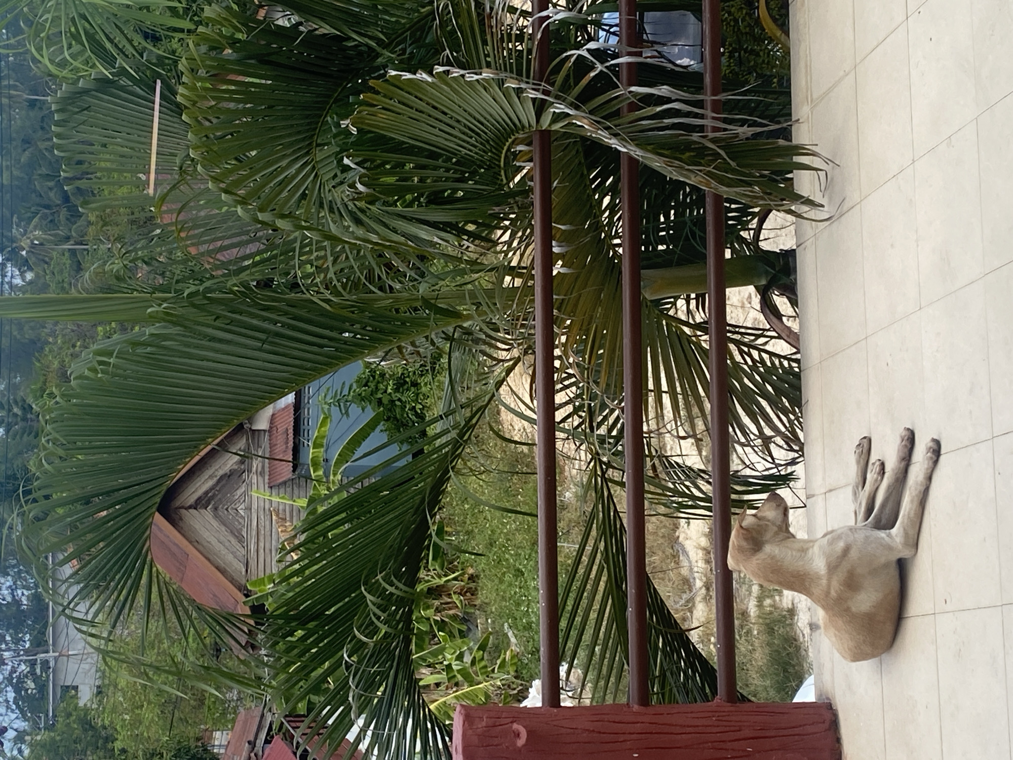 The image displays an outdoor scene from an elevated perspective, likely a balcony or porch, in Baan Chaloklum, Thailand. In the immediate foreground, a light-colored dog, possibly beige or light brown, is lying stretched out on a light-tiled floor. The dog faces away from the camera, looking towards the distant landscape.
A brown metal railing with a reddish-brown wooden base structure runs horizontally across the midground, separating the tiled area from the expansive natural environment. The background is dominated by lush, vibrant green palm fronds and other tropical foliage, creating a dense canopy that fills much of the frame. Partially visible amidst this greenery is a rustic wooden house, featuring a distinctive patterned facade and a reddish-brown corrugated roof.
The lighting suggests it is daytime, possibly under an overcast sky or during softer light conditions, as there are no harsh shadows. The abundant tropical vegetation, including numerous palm trees, strongly indicates a warm, tropical climate. The scene depicts a moment of quiet observation, with the dog resting peacefully and looking out over the verdant surroundings. There is no visible text in the image.