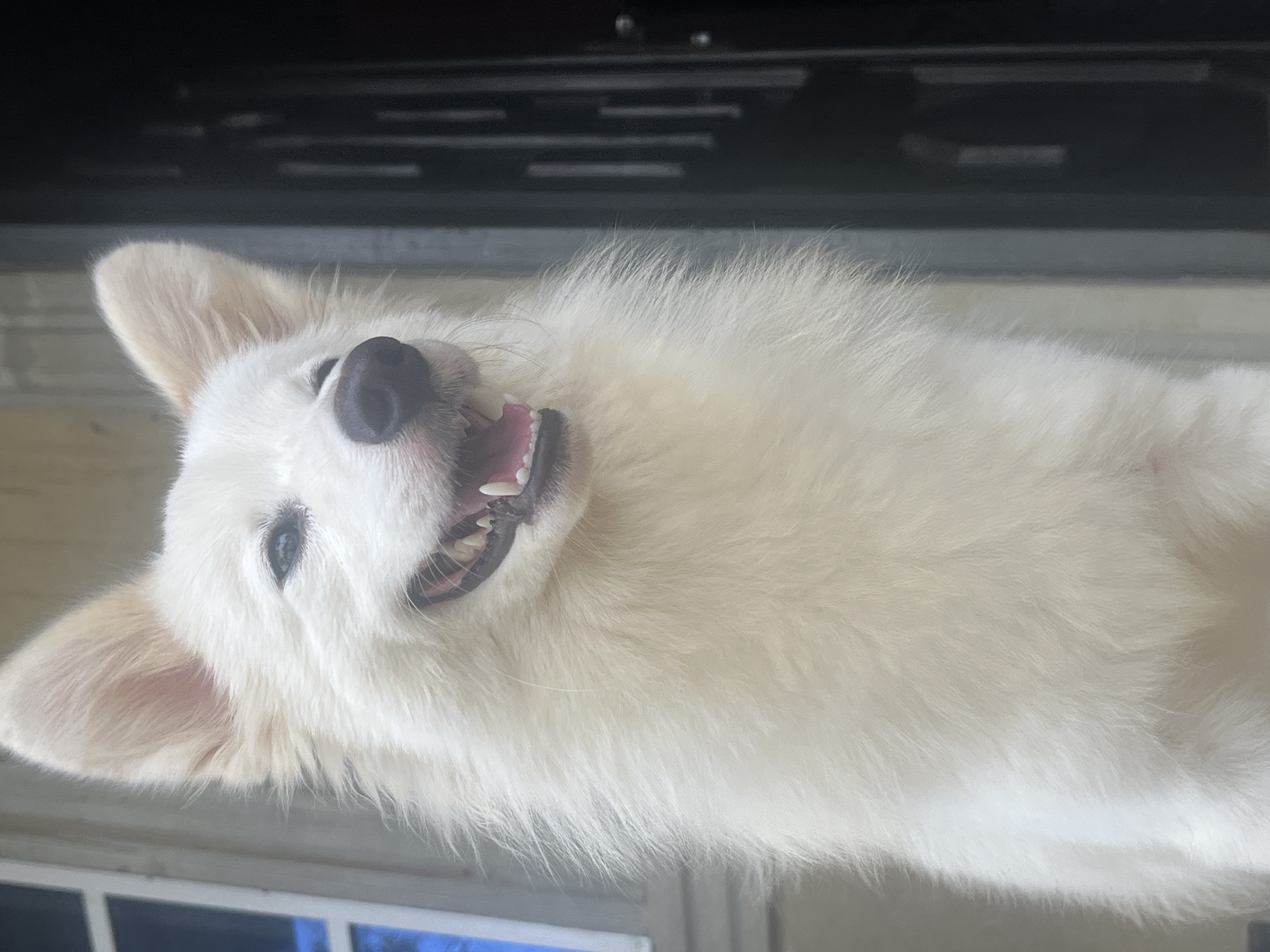 A white dog lies on its back, facing the camera. The dog is indoors. A black object is above the dog's head.