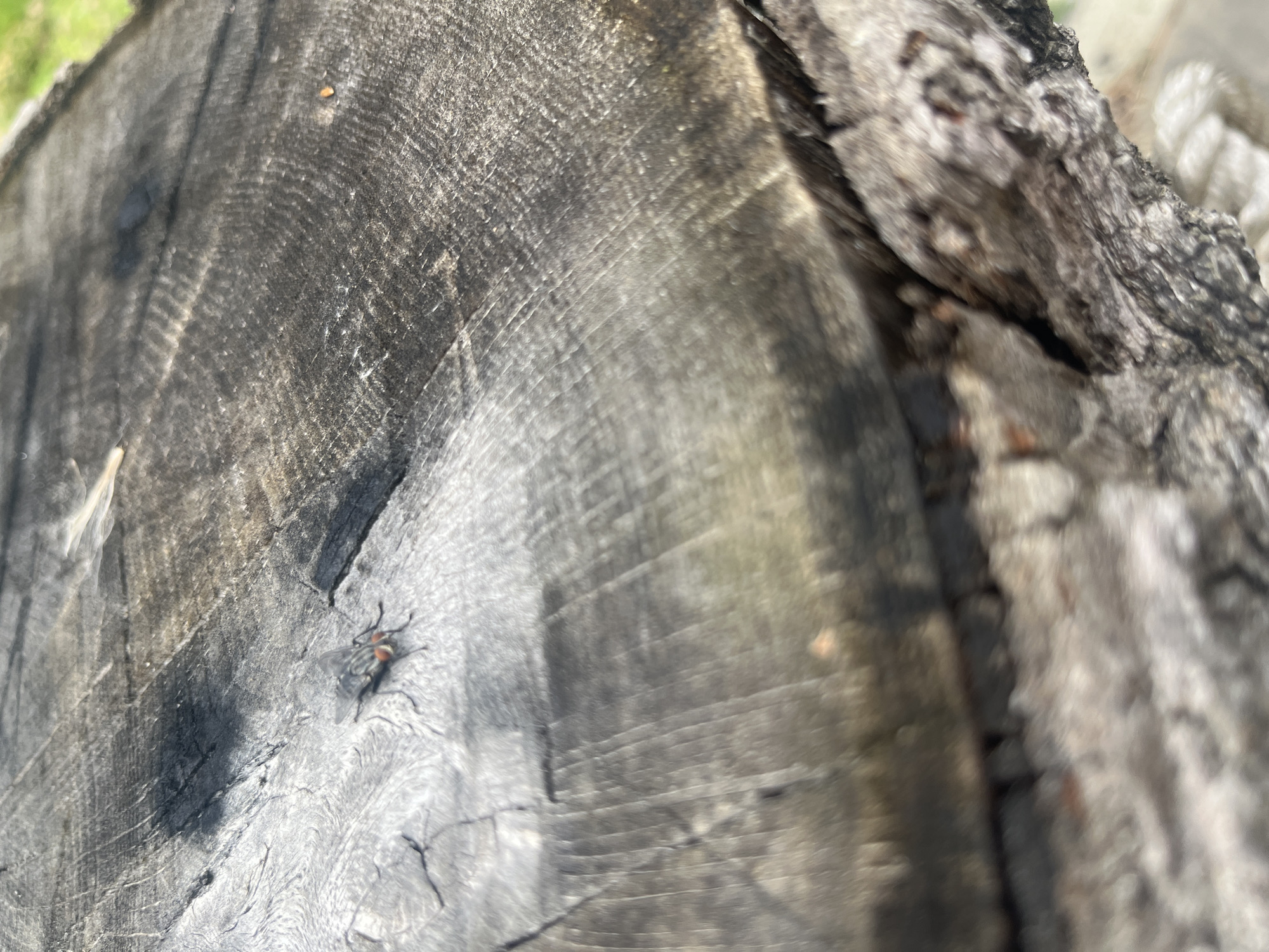 The image is a close-up, high-angle shot of a weathered tree stump with visible growth rings. A single fly with red eyes is perched on the surface of the stump, facing left. The texture of the wood is rough and shows signs of age and exposure to the elements, with some dark, possibly burnt or stained areas. The background is out of focus, showing hints of green, suggesting an outdoor environment, possibly a park or wooded area. No people or other significant objects are visible. The location is the village of Starozhivotinnoe, Russia.