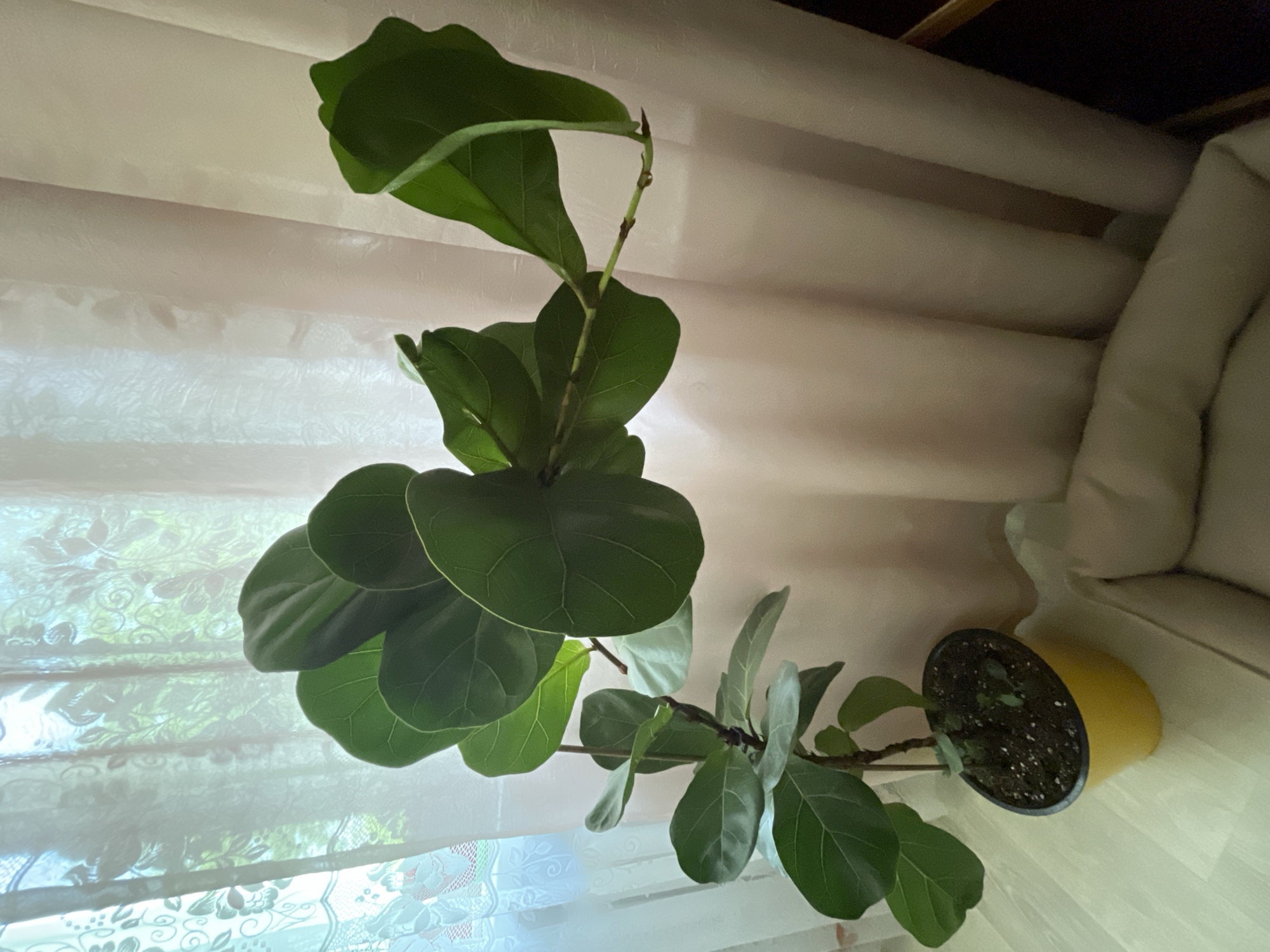 A fiddle-leaf fig plant in a yellow pot sits on a light-colored floor next to a light-colored cushion. The plant has large, green leaves and a thin stem. Behind the plant are sheer white curtains and a light pink curtain. The scene appears to be indoors, in a residential setting. The image does not provide enough information to determine its specific location within Zheleznogorsk, Russia.