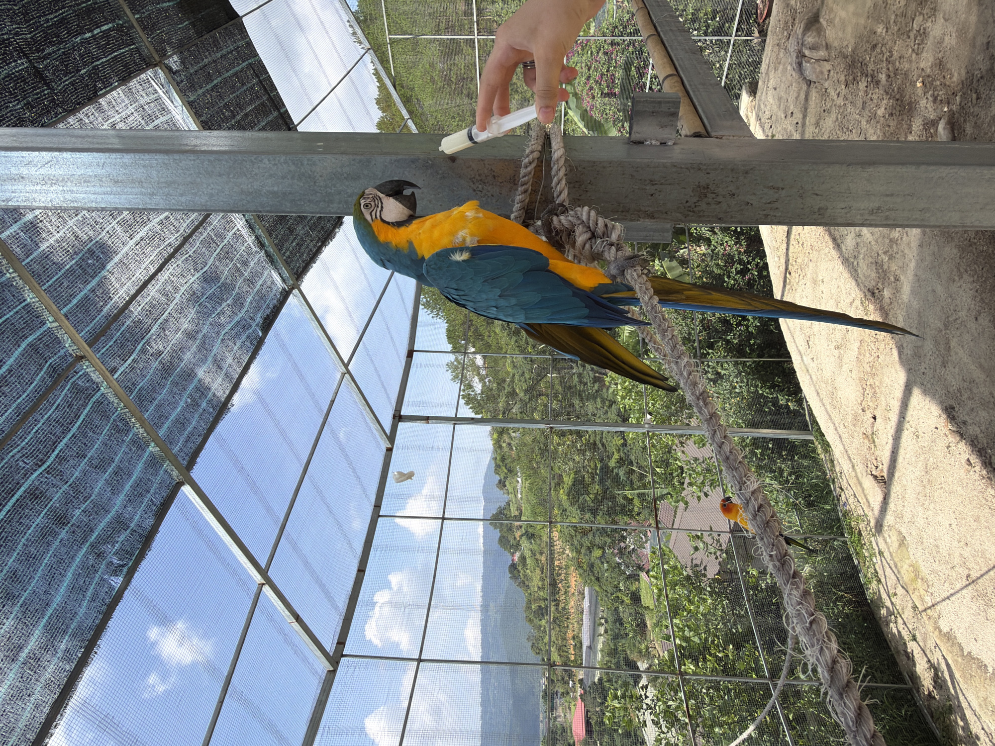 In Định An, Vietnam, a large blue and yellow macaw is perched on a thick rope inside a large aviary. The aviary is covered with a mesh roof and netting on the sides, allowing a view of a lush, green hillside dotted with trees and some buildings. The macaw is looking to its right, where a hand is holding a syringe filled with a white liquid, presumably offering it to the bird. The ground inside the aviary is sandy and uneven. A smaller, bright orange bird is perched further down the rope. The sun is shining brightly, casting shadows within the enclosure.