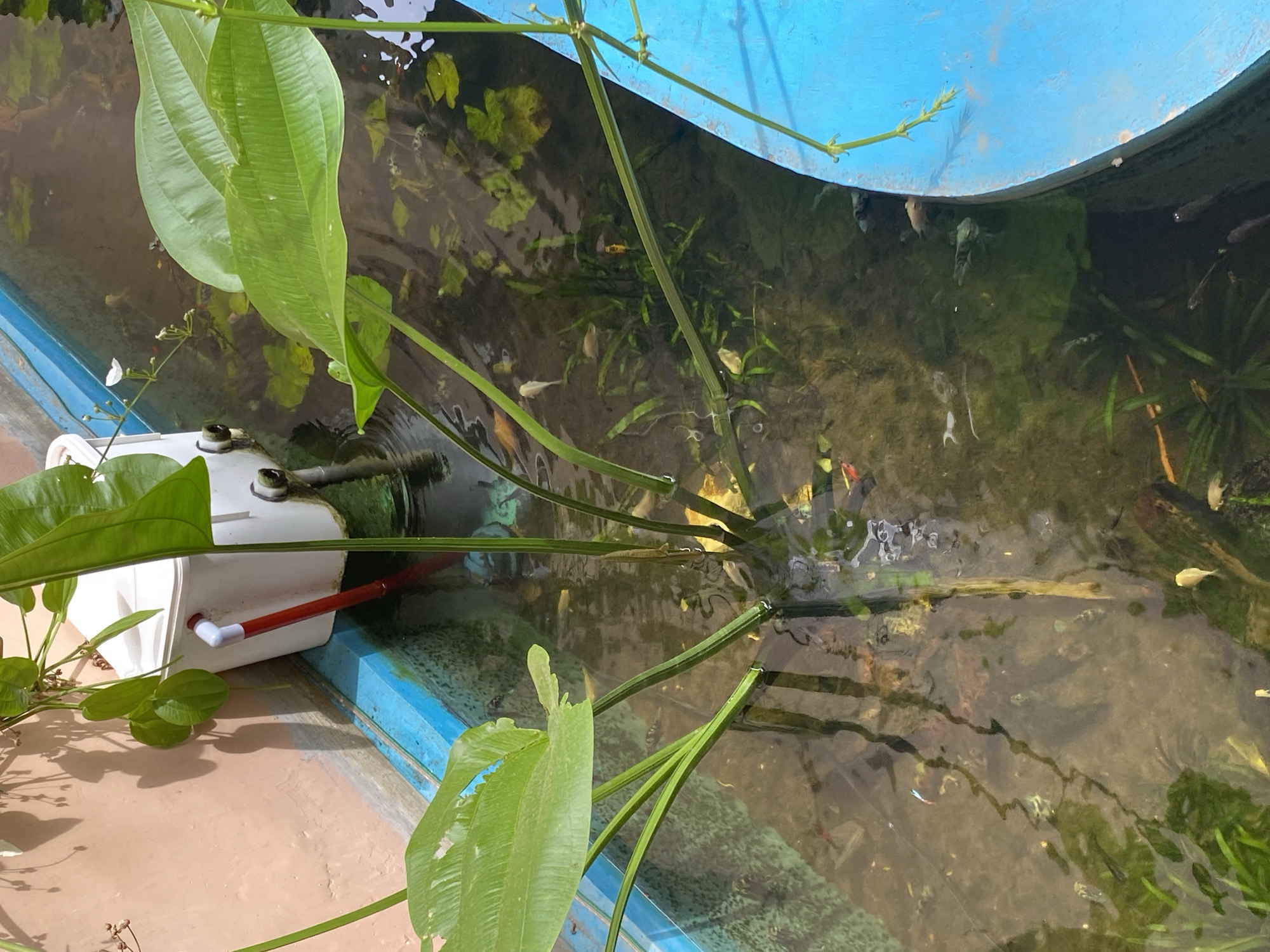 A close-up, high-angle outdoor shot shows a portion of an outdoor fish pond. The pond is lined with blue material and filled with murky water. Several small, colorful fish, including orange, white, and black varieties, are visible swimming in the water. Aquatic plants with large green leaves and thin stems are growing from the bottom of the pond and extending above the water's surface. A white plastic container, possibly a filter or pump housing, is partially submerged at the edge of the pond, with a red and white pipe extending from it into the water. The background features a pale pink wall with shadows of leaves cast upon it. The scene is lit by natural sunlight, creating reflections on the water's surface.
