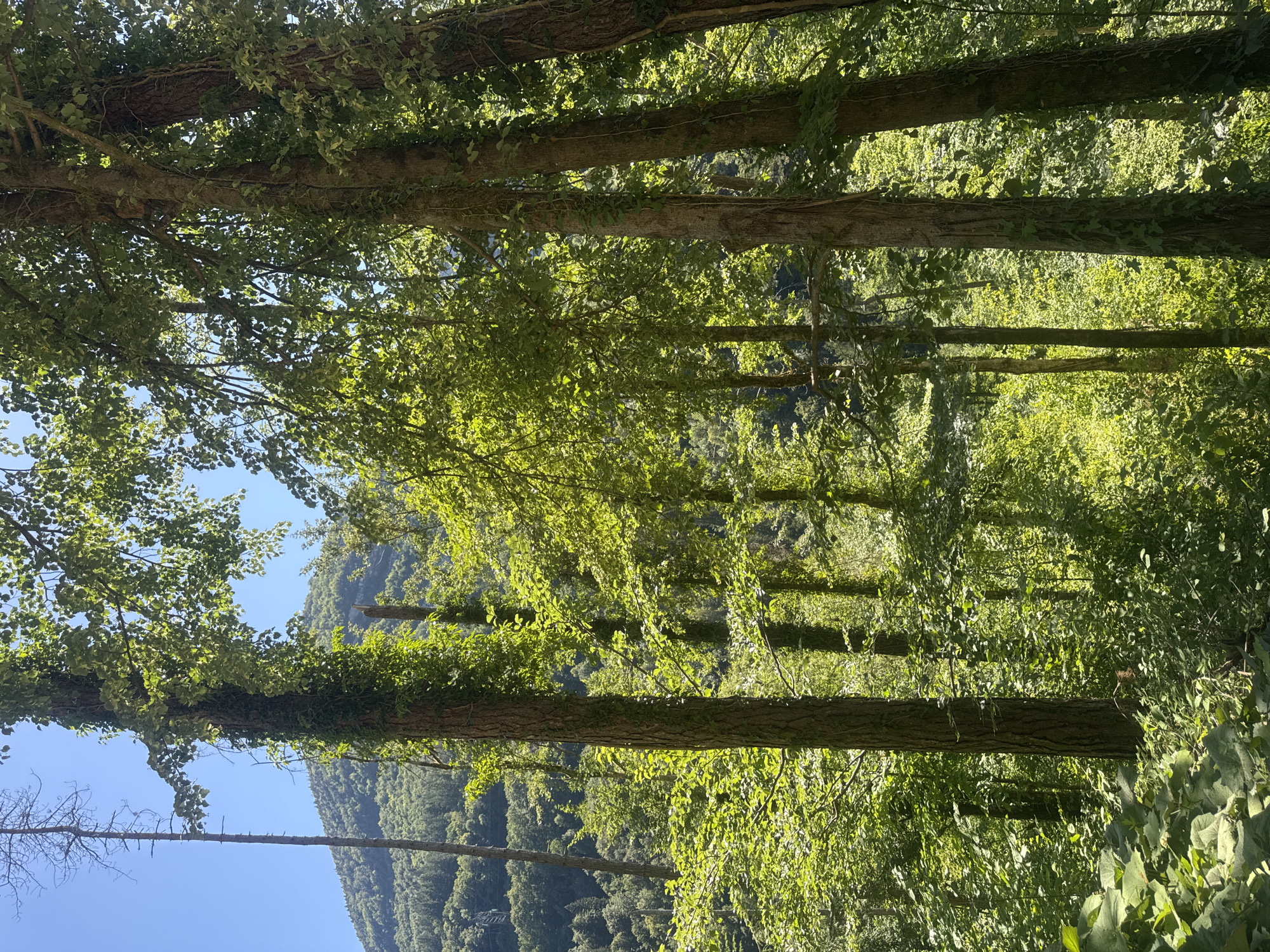 The image depicts a sun-dappled forest scene with a clear blue sky visible through the canopy. The foreground is dominated by several tall trees, their trunks textured and partially covered in ivy. Sunlight filters through the dense green foliage, illuminating parts of the undergrowth and creating dappled patterns on the ground. In the background, a tree with a very thin, bare trunk stands to the left, and a tree with exposed, broken branches is visible further back to the right. A lush, green mountainside covered in trees forms the backdrop. The scene appears to be located in a natural, wooded area, potentially a park or forest within or near Saint-Claude, France, given the context provided by the prompt. There are no people or animals visible in the image. The overall impression is one of a vibrant, healthy forest ecosystem.