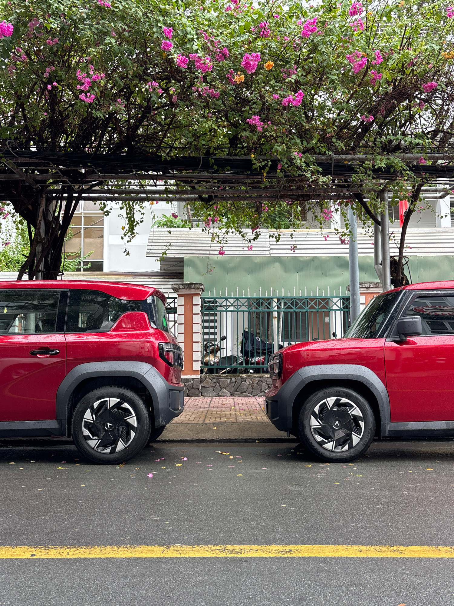 Two identical red compact SUVs are parked side-by-side on a wet asphalt road in Nha Trang, Vietnam. The vehicles are facing the viewer, with their front ends slightly angled towards the right and left respectively. The road has a single yellow line running horizontally across the bottom of the frame. The cars' tires are black with intricate silver and black alloy rims. Dark grey plastic fender flares are visible above the wheels.
Behind the cars, a sidewalk paved with light-colored bricks is visible. Beyond the sidewalk is a green metal fence with a repeating diamond pattern. A stone wall topped with white and orange striped pillars supports the fence. A motorcycle is parked behind the fence.
Above the fence and sidewalk, a building with white siding and horizontal green trim can be seen. The building has windows with light-colored frames.
The scene is dominated by a large tree with dense green foliage and numerous clusters of bright pink flowers. The tree's branches extend over a dark metal structure that appears to be a trellis or awning, supported by posts. Some of the pink flowers have fallen onto the sidewalk and the wet road. The overall impression is one of a street scene in a tropical or subtropical urban environment, likely during or after a rainfall.