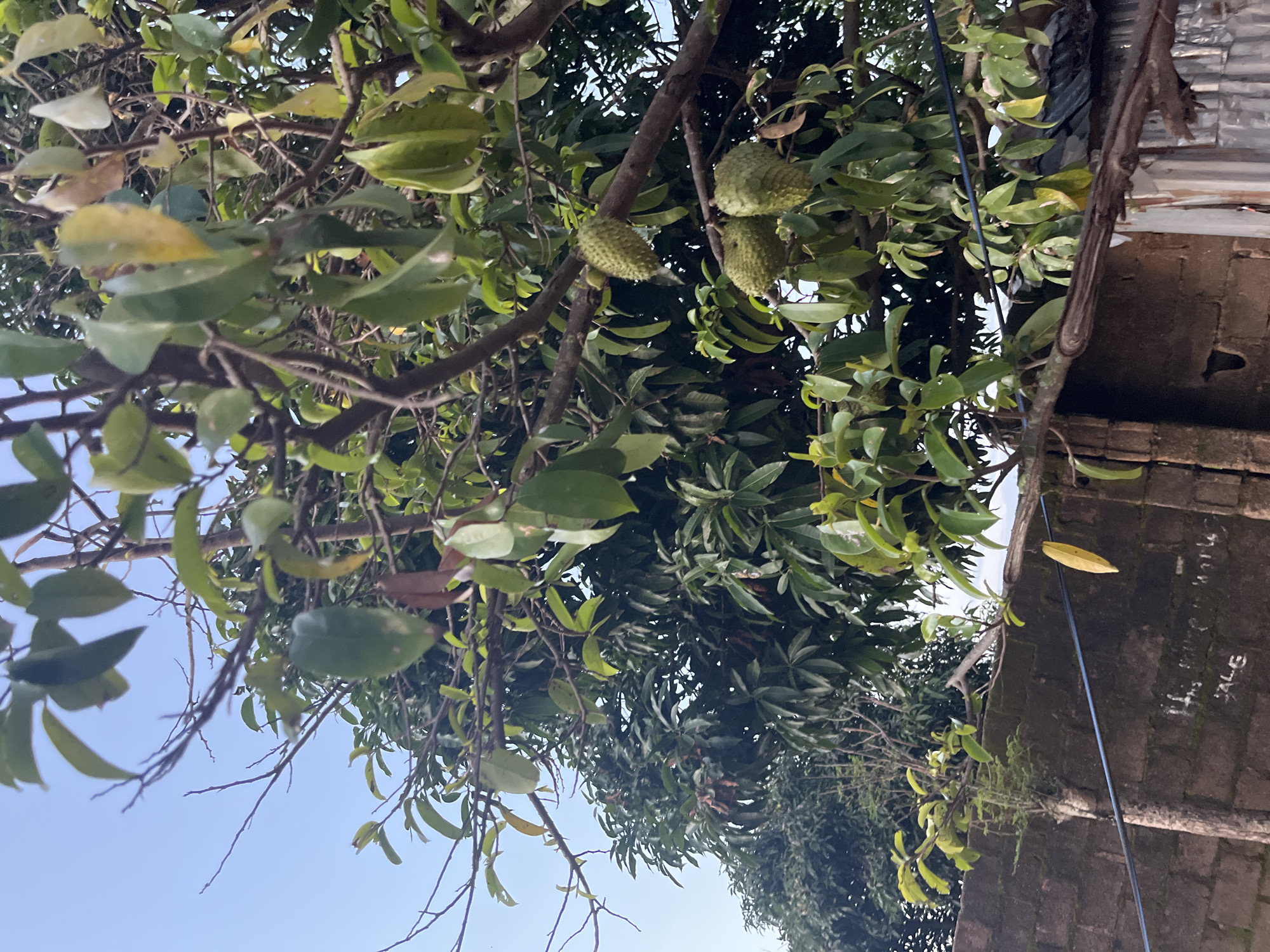 An outdoor, medium shot captures a tree with soursop fruits hanging from its branches against a clear sky. The tree is laden with green leaves and brown branches. Three soursop fruits are visible, one higher up and two clustered together lower down. In the background, another dense green tree can be seen, and a brick wall runs along the lower part of the image. The wall is partially covered in what appears to be moss, and some graffiti is visible, including the word "SALE." A blue wire runs horizontally across the image in front of the wall. The scene is set in a location within the city of Jos, Nigeria, evident from the presence of the soursop tree, common in the region, and the architectural style of the brick wall.
