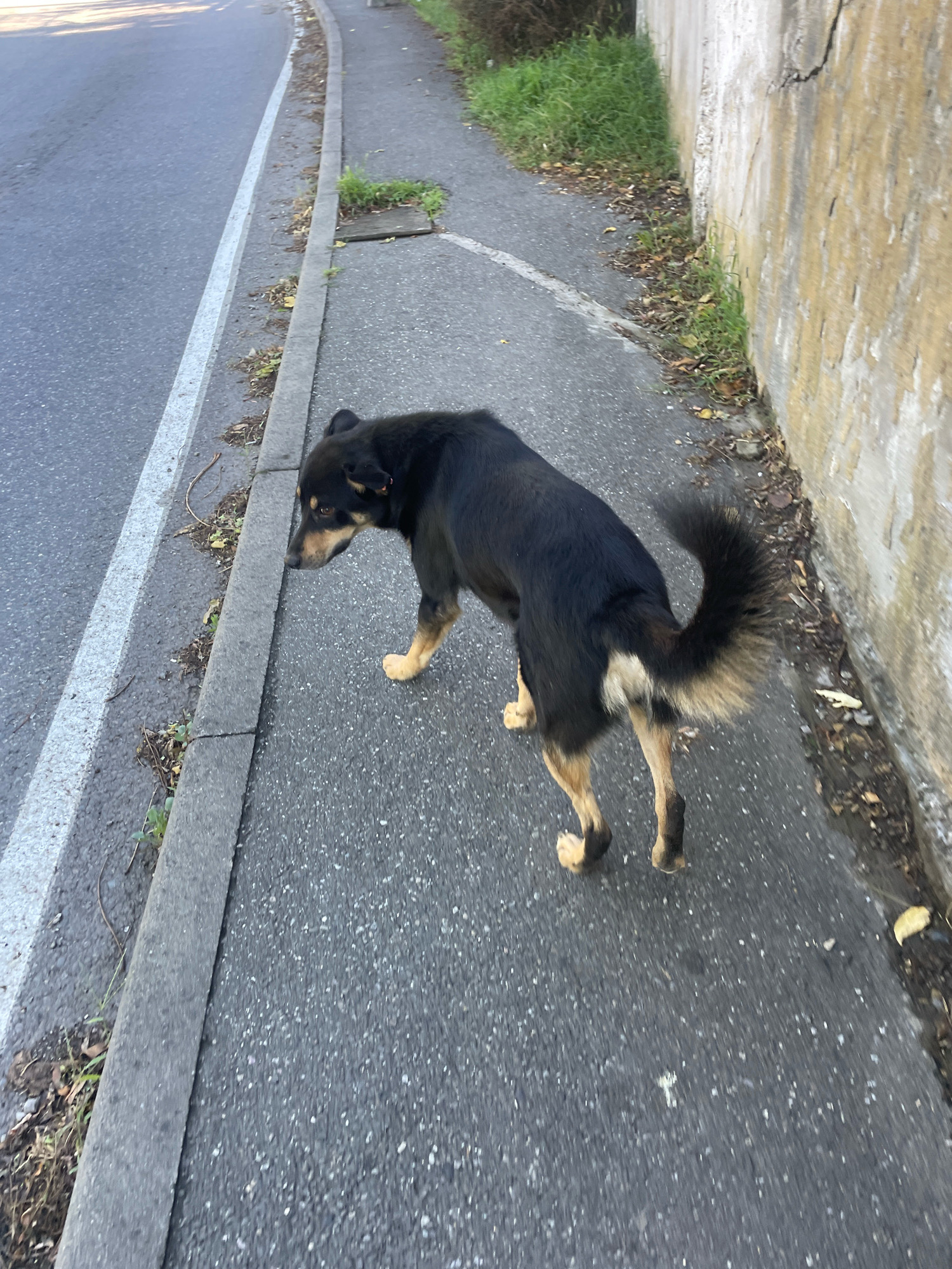 A medium-sized dog with black and tan fur is walking on a paved sidewalk next to a road. The dog is facing away from the camera and to the left, with its tail curled up. The sidewalk is bordered by a concrete curb on the left and a textured, light-colored wall on the right. The road is paved and has a white line marking its edge. Green grass and dry leaves are visible along the side of the sidewalk. The scene appears to be an outdoor urban environment.