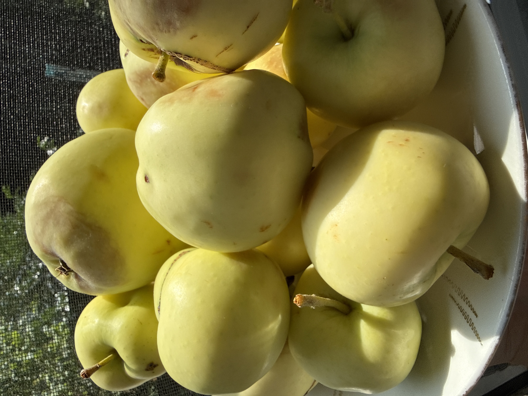 A close-up, top-down, slightly angled shot shows a large pile of green-yellow apples filling a light-colored ceramic bowl. The apples are round and smooth with some showing slight blemishes or blushing in shades of red and brown. Sunlight streams in from the left, casting shadows and highlighting the fruits. In the background, a dark mesh screen is visible, suggesting an outdoor or screened-in porch setting, possibly with some foliage beyond. The bowl itself has a subtle, wavy decorative pattern along its inner rim. This scene appears to be an outdoor setting in Bad Sachsa, Germany, likely during a sunny day where fresh produce is being displayed or stored.