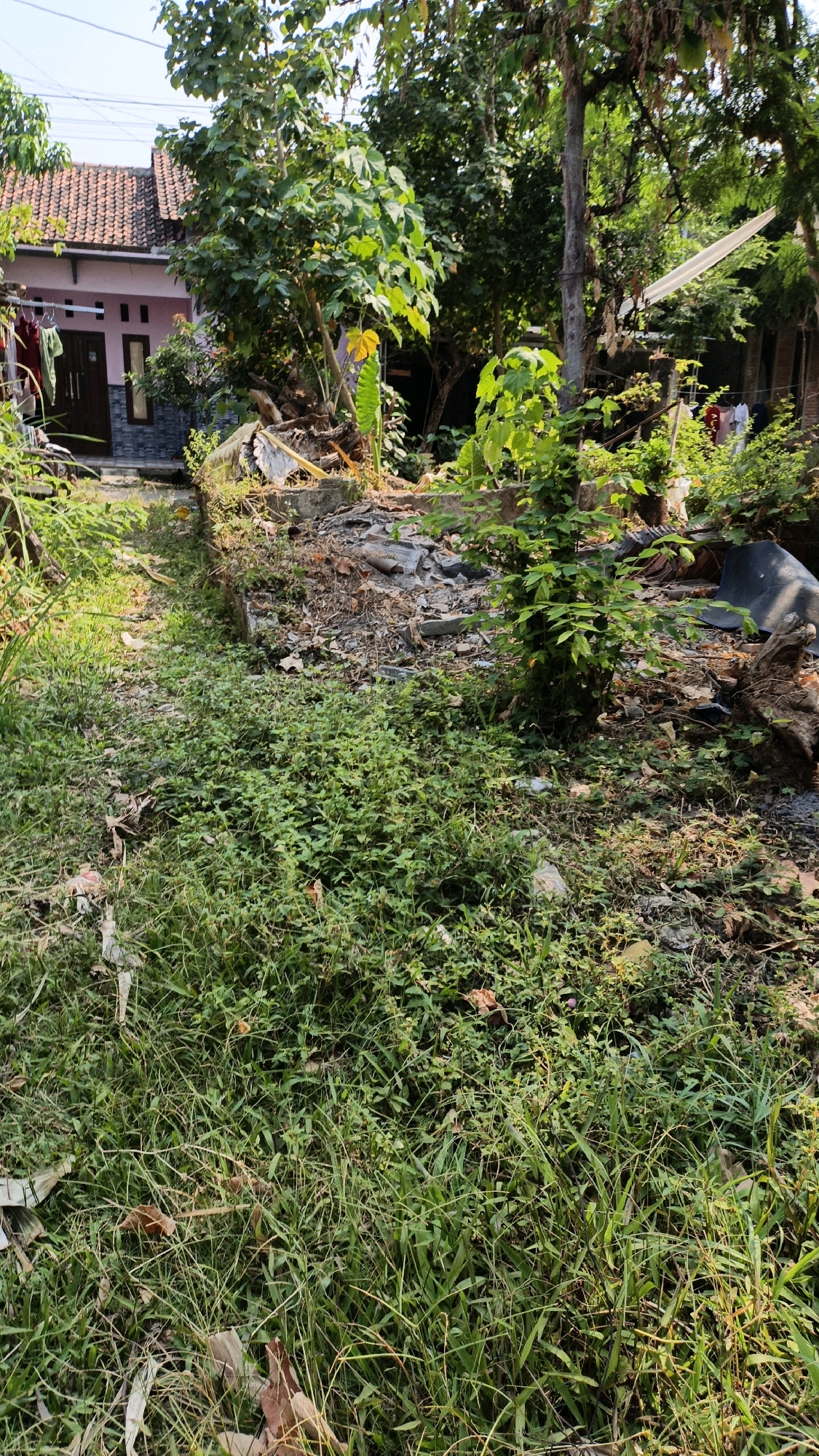 The image depicts an outdoor scene in Cikal, Indonesia, with a focus on overgrown vegetation and debris. In the background, a pink house with a terracotta tiled roof is visible, partially obscured by trees. Laundry hangs on a clothesline in front of the house. The foreground is dominated by tall grass and smaller green plants, with scattered leaves and debris. A pile of broken concrete and rubble is situated in the middle ground, suggesting a disused or under-construction area. Several trees with dense foliage are present throughout the scene. The lighting suggests it is daytime. There are no people clearly visible in the image.