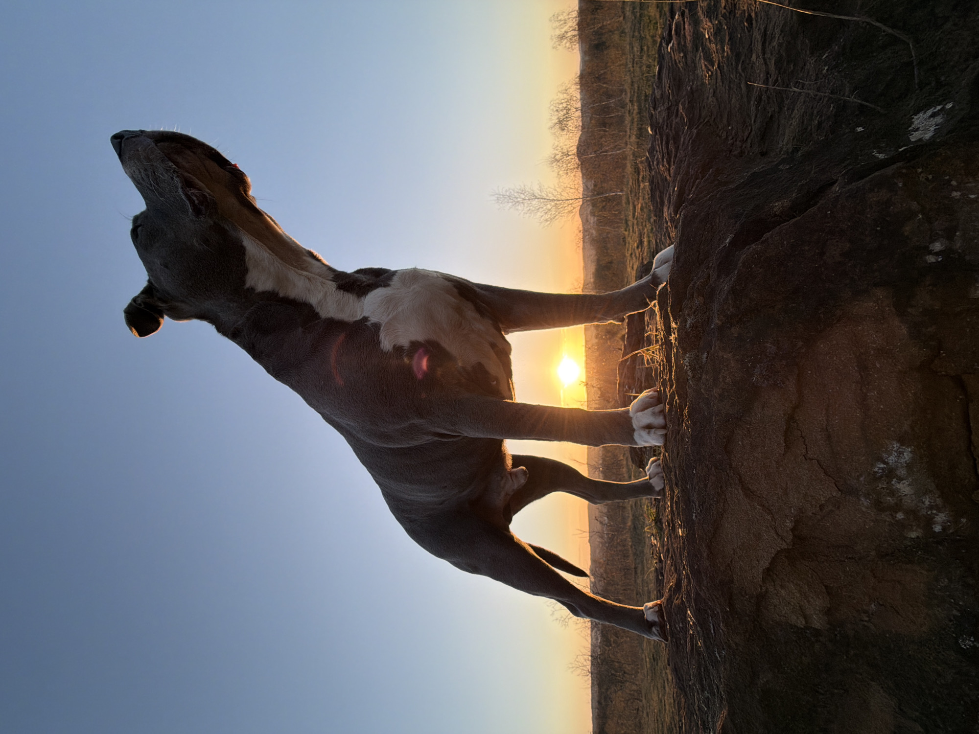 A gray and white dog is standing on a rocky outcropping. The dog is angled towards the sky, with its head tilted upward and its front paws resting on the edge of the rock. The background consists of a golden sky and a landscape of trees and foliage. The photograph appears to be taken during sunset, as the sun is positioned in the distance, casting a warm glow over the scene. The location is not specified to be in the city of Schifflange, Luxembourg.