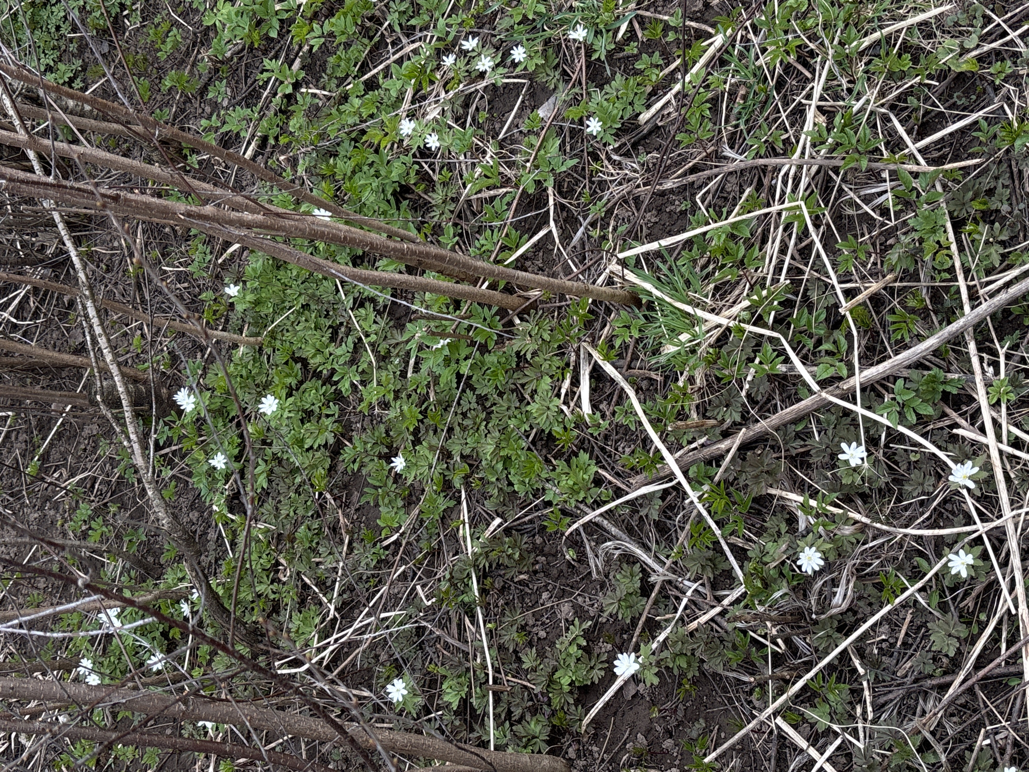 The image captures a close-up, overhead view of a natural ground cover in Фоки, Russia, likely during springtime. The scene is a rich tapestry of organic elements, featuring small white flowers, lush green foliage, and an abundance of brown and light-colored dry branches and plant debris strewn across dark brown soil.
Numerous delicate white flowers, each with a bright yellow center, are scattered throughout the frame, blooming among the fresh green leaves. The leaves are generally a vibrant green, indicating new growth. Various sizes of bare, woody branches, ranging from slender twigs to more substantial pieces, crisscross the ground, creating a chaotic yet natural pattern. Interspersed with these darker branches are numerous light-colored, dry plant stalks, possibly remnants from previous seasons, which add to the textural complexity of the forest floor.
The activity taking place is the natural growth of plants and flowers in a wild environment. The presence of new green leaves and white blossoms strongly suggests the season is early spring. The lighting appears soft and diffused, possibly indicating an overcast sky or the dappled shade of trees, though no trees are visible. There are no people, animals, or man-made objects in the frame, and no visible text. The overall impression is one of peaceful natural regeneration and the intricate details of a wild woodland floor.