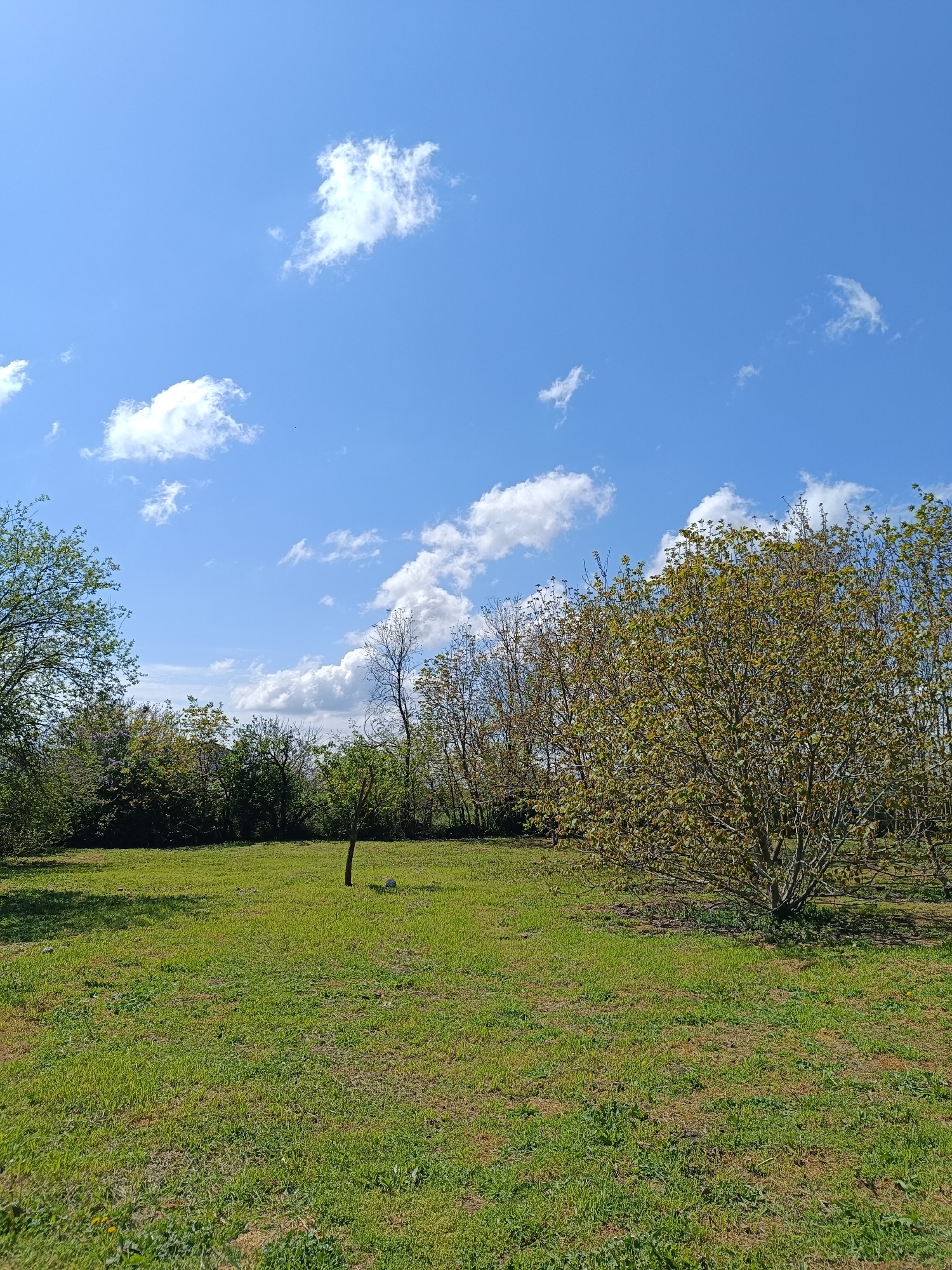 The image depicts a grassy field under a bright blue sky with scattered cumulus clouds. The location appears to be rural, possibly near or in Vasil Drumev, Bulgaria, but there are no defining urban characteristics. To the left, there are trees and dense bushes. In the center of the field, a thin, young tree stands alone, and near its base is a light-colored object, perhaps a rock. A larger, mature tree with many branches and sprouting leaves occupies the right side of the frame. The field itself consists of green grass, possibly with some dry patches visible. No people or animals are visible in the scene.
