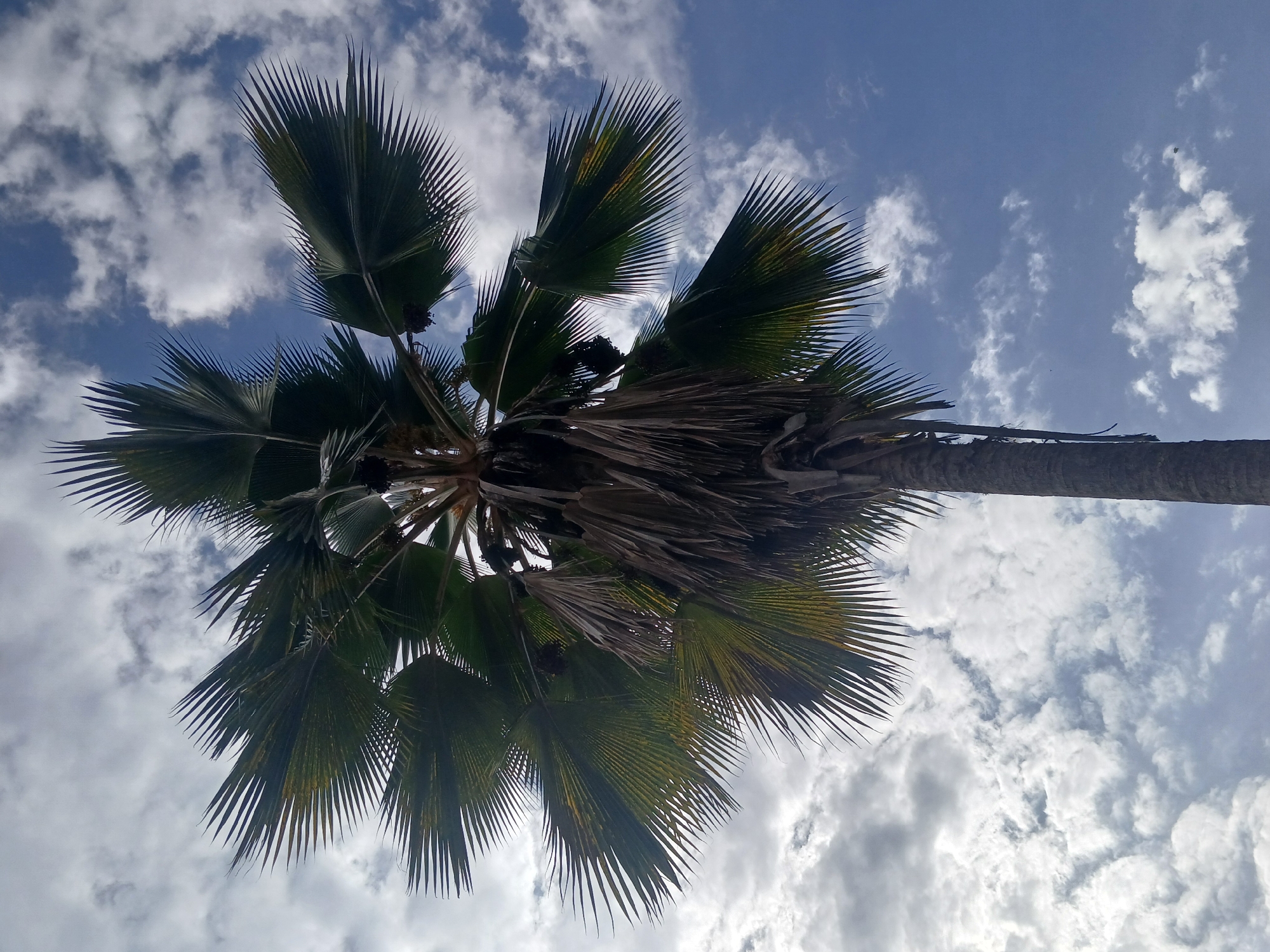 A low-angle shot showcases a palm tree against a blue sky dotted with white clouds. The tree's trunk extends to the right edge of the frame, and its fan-shaped leaves radiate outwards. The location is Ciudad Guayana, Venezuela.