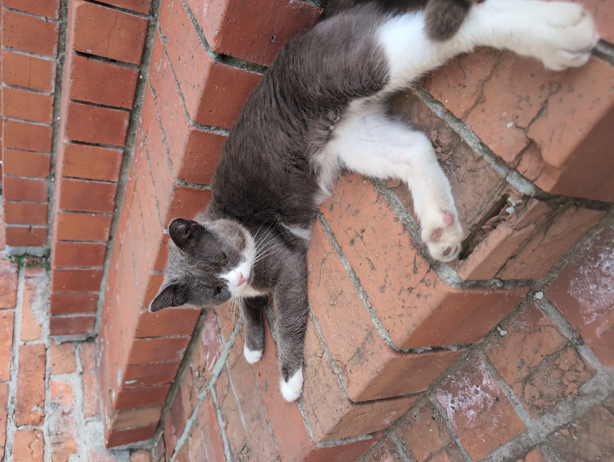 A gray and white cat is resting on red brick steps. The cat is lying down, with its front paws extended and its hind legs tucked under its body. Its fur is short, and it has white paws and a white chest. The cat's eyes are closed, and its head is resting on its paws. The brick steps are old and worn, with cracks and chips in the bricks. Some moss and weeds are growing in the cracks between the bricks. The background is out of focus, but it appears to be a brick wall. This scene is located in the city of Vyshki, Russia.