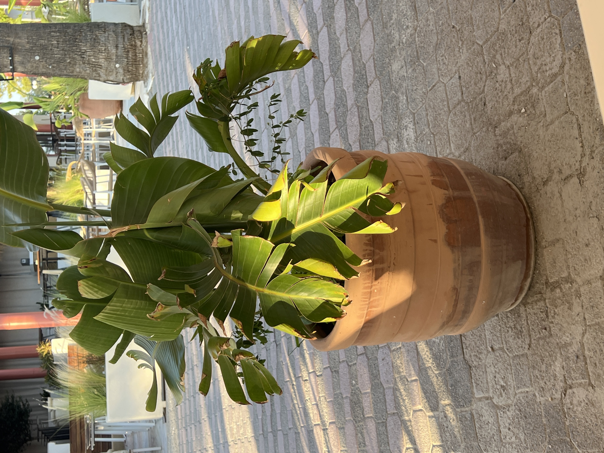 A large potted plant with broad green leaves, some of which are yellowing at the edges, is centrally located on a paved outdoor area. The plant is housed in a tall, terracotta-colored pot with horizontal ridges. The paving stones are light gray and have a hexagonal pattern. Sunlight casts distinct shadows from the plant and other unseen objects onto the paving. In the background, there are glimpses of outdoor furniture, tables, chairs, and other potted plants, including a tall, thin palm tree trunk on the right. The environment suggests an outdoor seating area of a restaurant or cafe.