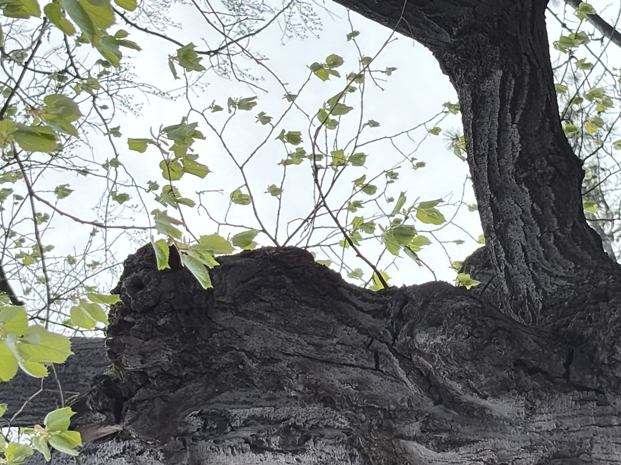 A low-angle shot captures a close-up of a tree trunk with textured, dark bark. New, light-green leaves sprout from the branches, contrasting with the rough texture of the bark. The background reveals a gray sky and additional, bare branches, creating an early spring atmosphere. The image was taken in the city of Stara Zagora, Bulgaria.