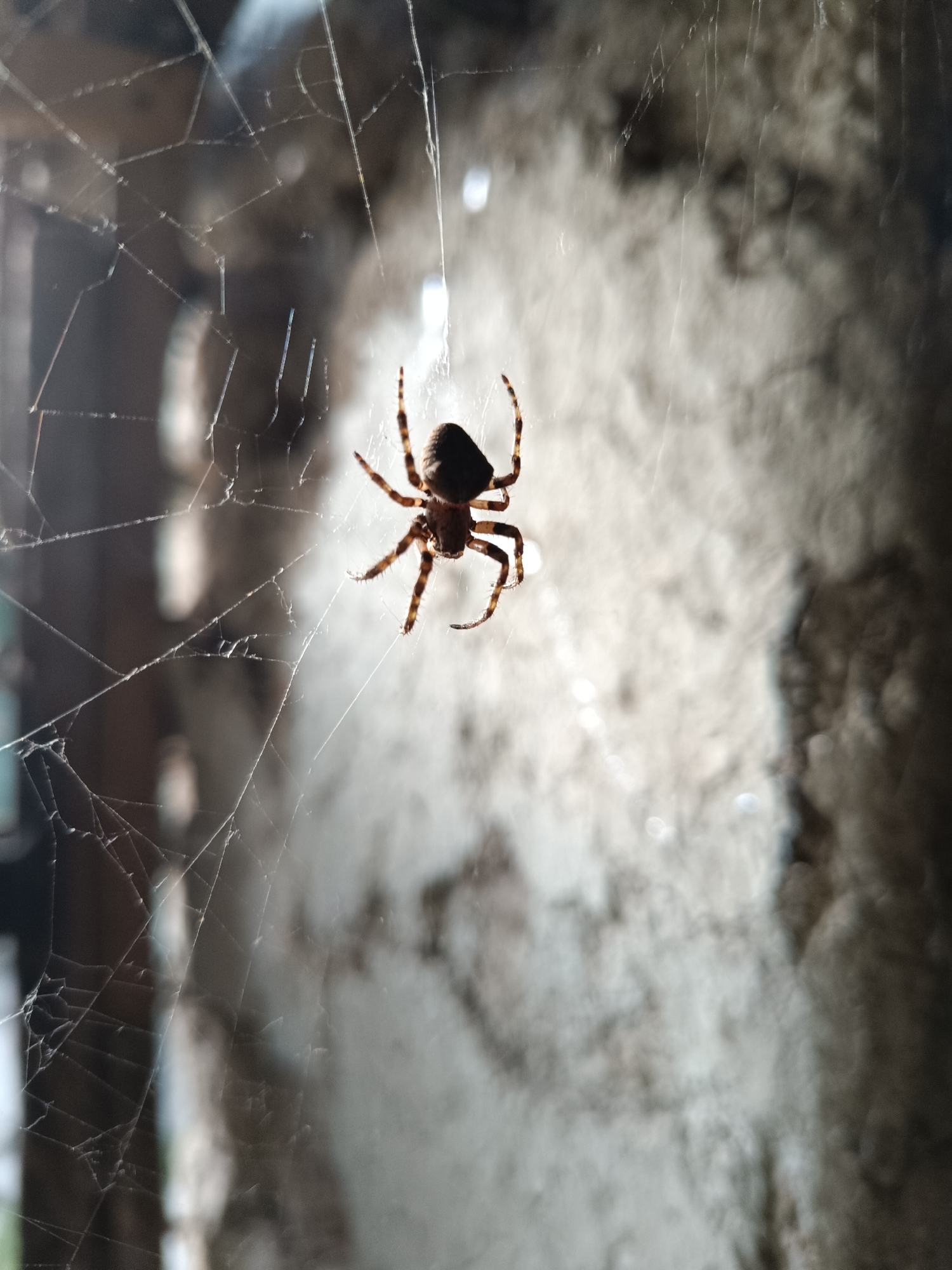A spider is suspended in a web against a blurred background of what appears to be a building interior or exterior with indeterminate architectural features. The spider has a dark body and legs, and its posture suggests it is resting or waiting in its web. The web itself is intricate, with strands visible against the out-of-focus backdrop. There is nothing that conclusively identifies the location as Vasil Drumev, Bulgaria; that information is not detectable in the image.