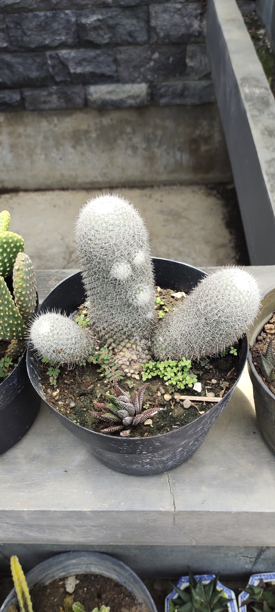 The image shows a collection of potted cacti arranged on a gray concrete surface, likely outdoors. The main focus is a black plastic pot containing three cacti with dense white spines and small patches of white woolly fuzz. There are small green plants growing around the base of the cacti, and a patterned succulent is visible in the lower left quadrant of the pot. Other potted plants are visible on either side, including a cactus with polka dot patterns on the left, and another succulent on the right.
The background includes a section of rough gray stone wall with a gray concrete overhang, suggesting a building or retaining wall. The scene has strong, direct sunlight, which causes clear shadows and highlights on the surfaces. The photo was likely taken in Lhokseumawe, Indonesia.