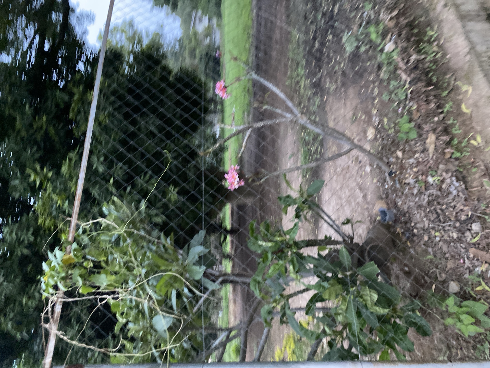 The image depicts an outdoor scene, likely a garden or yard, enclosed by a wire mesh fence. In the foreground, a small plant with green leaves and thin branches is visible. Beyond this, a larger bush with more substantial branches and green foliage stands. Two delicate pink flowers are blooming on thin stems, located to the right of the bush and further back. The ground appears to be covered with dirt, dry leaves, and scattered debris. Behind the fence, a line of trees with dark green foliage forms the backdrop, with a suggestion of more distant greenery and possibly structures in the far background. The overall lighting suggests it might be overcast or late afternoon. The location is identified as the city of Jos, Nigeria.