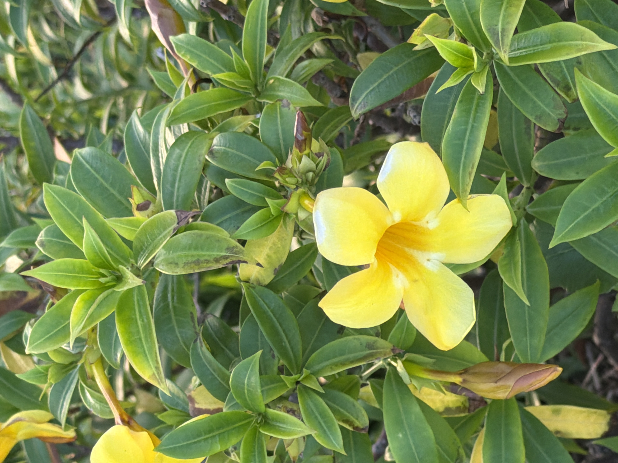 A close-up, eye-level, full shot focuses on a bright yellow flower with five petals and a darker yellow center, surrounded by lush green foliage. The flower is in the foreground, slightly to the right of the center. Some of the leaves are tinged with yellow and brown, suggesting the plant may be nearing the end of its bloom cycle or experiencing some stress. Several green buds are visible, some tightly closed and brown, others beginning to unfurl. The background consists of more green leaves and branches, with a slightly blurred effect that emphasizes the flower. The lighting suggests it is daytime, possibly morning or late afternoon, with soft sunlight illuminating the scene. The image was taken outdoors in South Quy Nhon Ward, Vietnam.