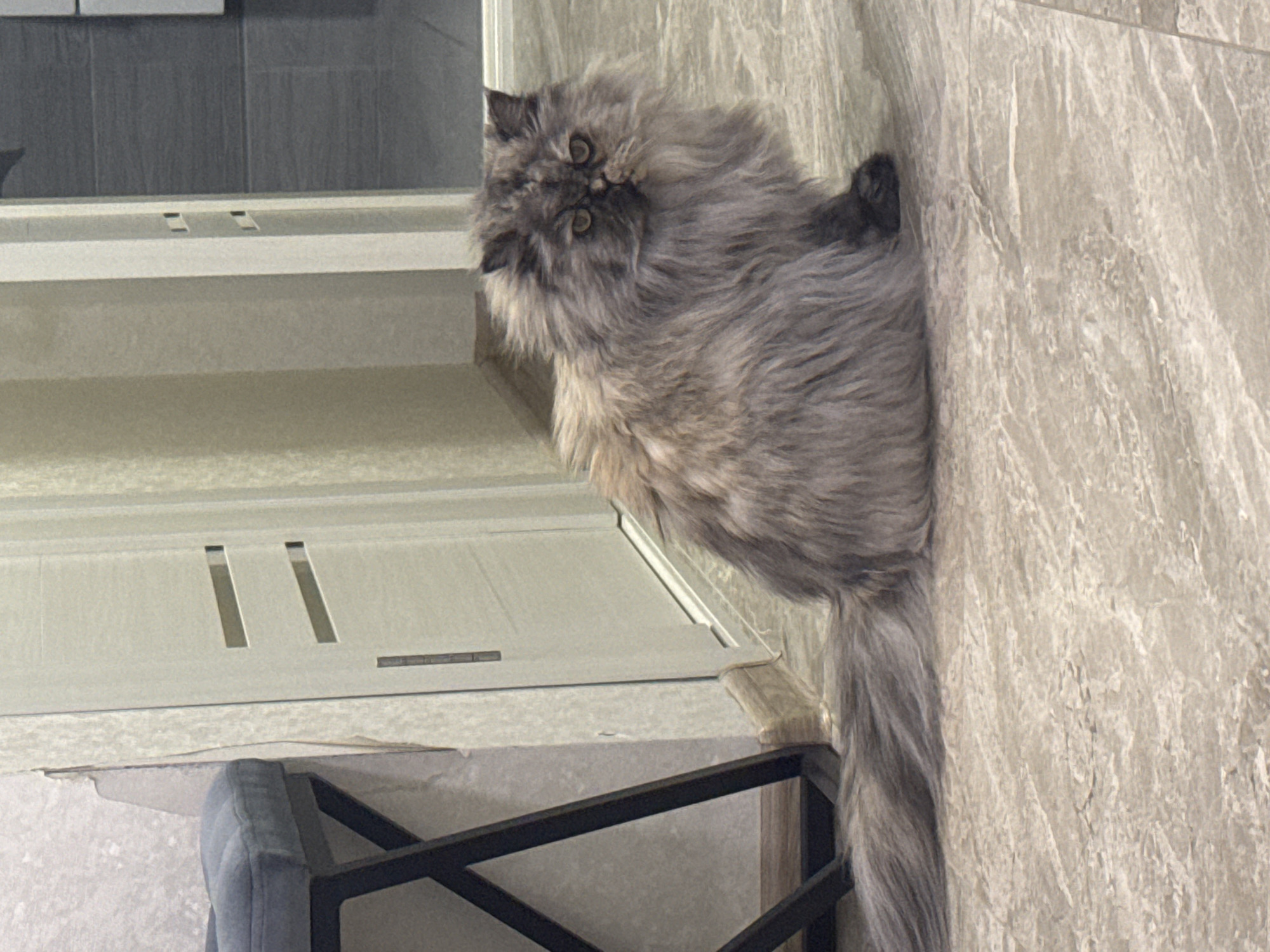 A long-haired gray cat with round eyes is sitting and looking forward. The cat's tail extends down the right side of the image. The cat is sitting next to a textured wall, possibly tile or stone. The cat is also near a white cabinet or drawer. A black metal chair leg is visible near the bottom of the image. The location is not discernible.