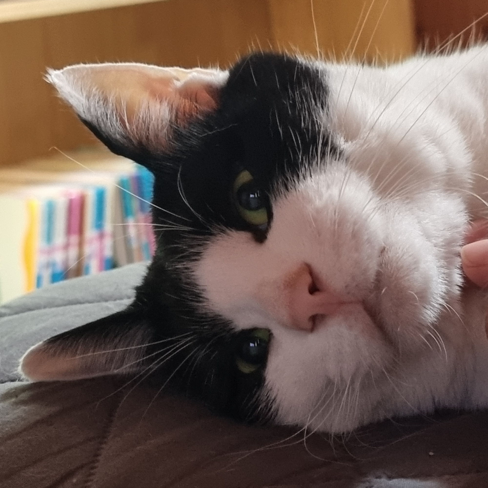 The image shows a close-up of a black and white cat lying down. The cat is resting on a textured surface, likely a bed or sofa, which is dark gray. The cat's head is tilted, and it is looking towards the viewer with bright green eyes. Its fur is short and appears soft. The background is blurred, but suggests an indoor environment with shelves or furniture. There are colorful objects, possibly books or decorative items, visible in the background. A human hand is partially visible on the right side of the image, gently touching the cat's cheek. The image is focused on the cat's face and head, highlighting its facial features. There is no information available regarding the specific location in Dunnae-myeon, South Korea, that this image was taken.