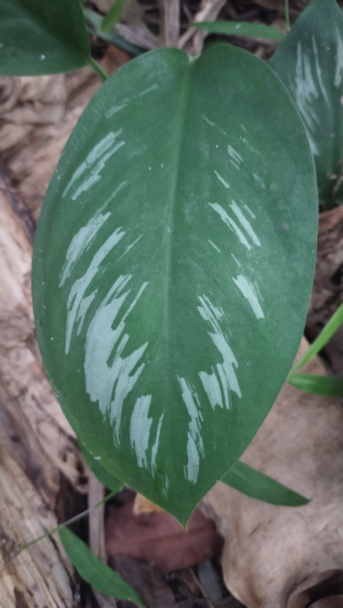 A close-up, overhead shot shows a single, large, oval-shaped green leaf with irregular silver-white markings. The leaf is oriented vertically in the center of the frame. The markings appear as streaks and patches, concentrated towards the center and edges of the leaf. The background is out of focus, revealing dried leaves and possibly other vegetation, suggesting an outdoor environment. The scene is set in Kruengbaroblangme, Indonesia.